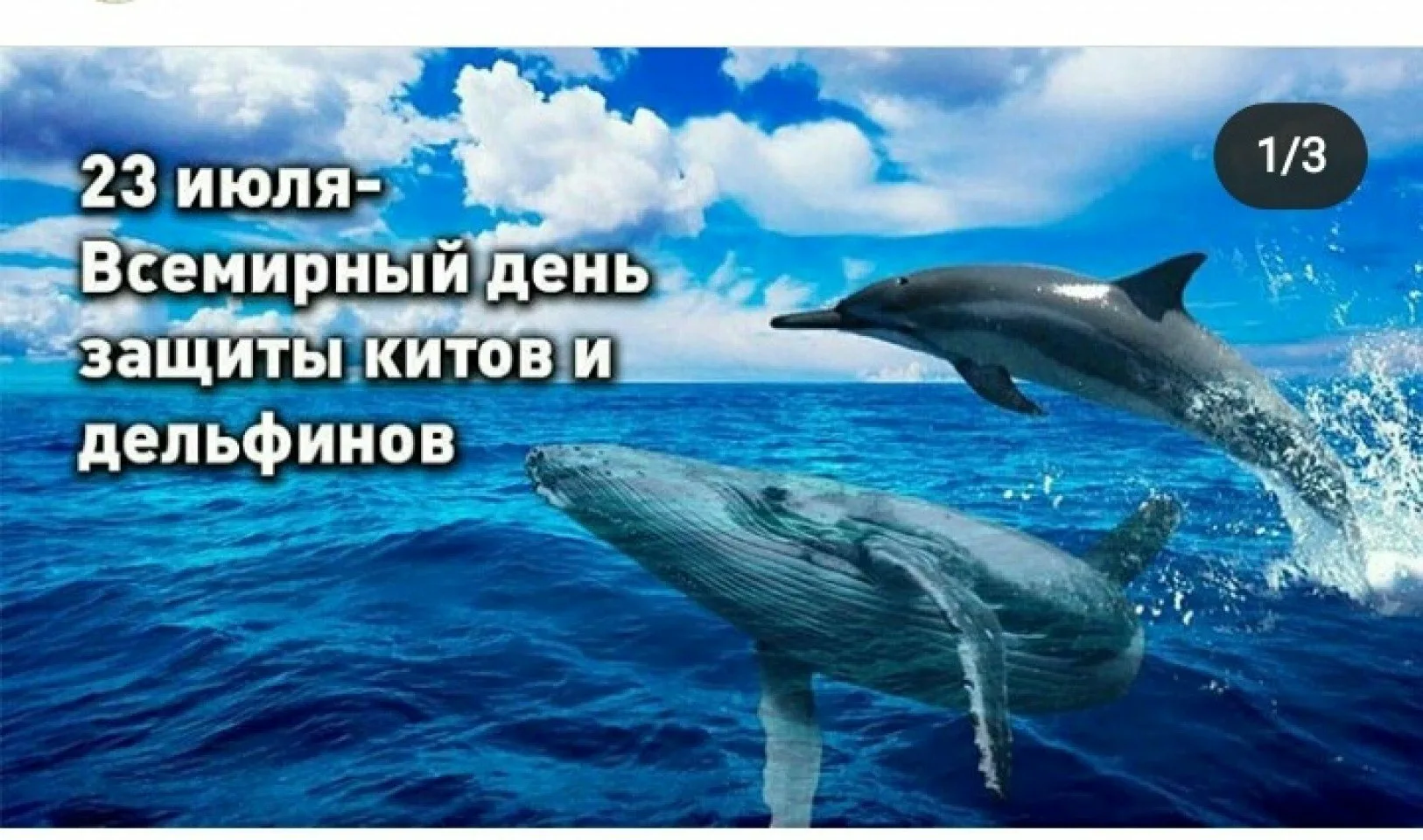 Фото Всемирный день китов и дельфинов 2024 #3
