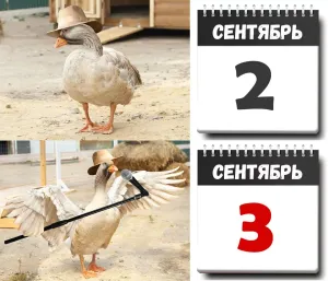 Скачивание изображения #251005