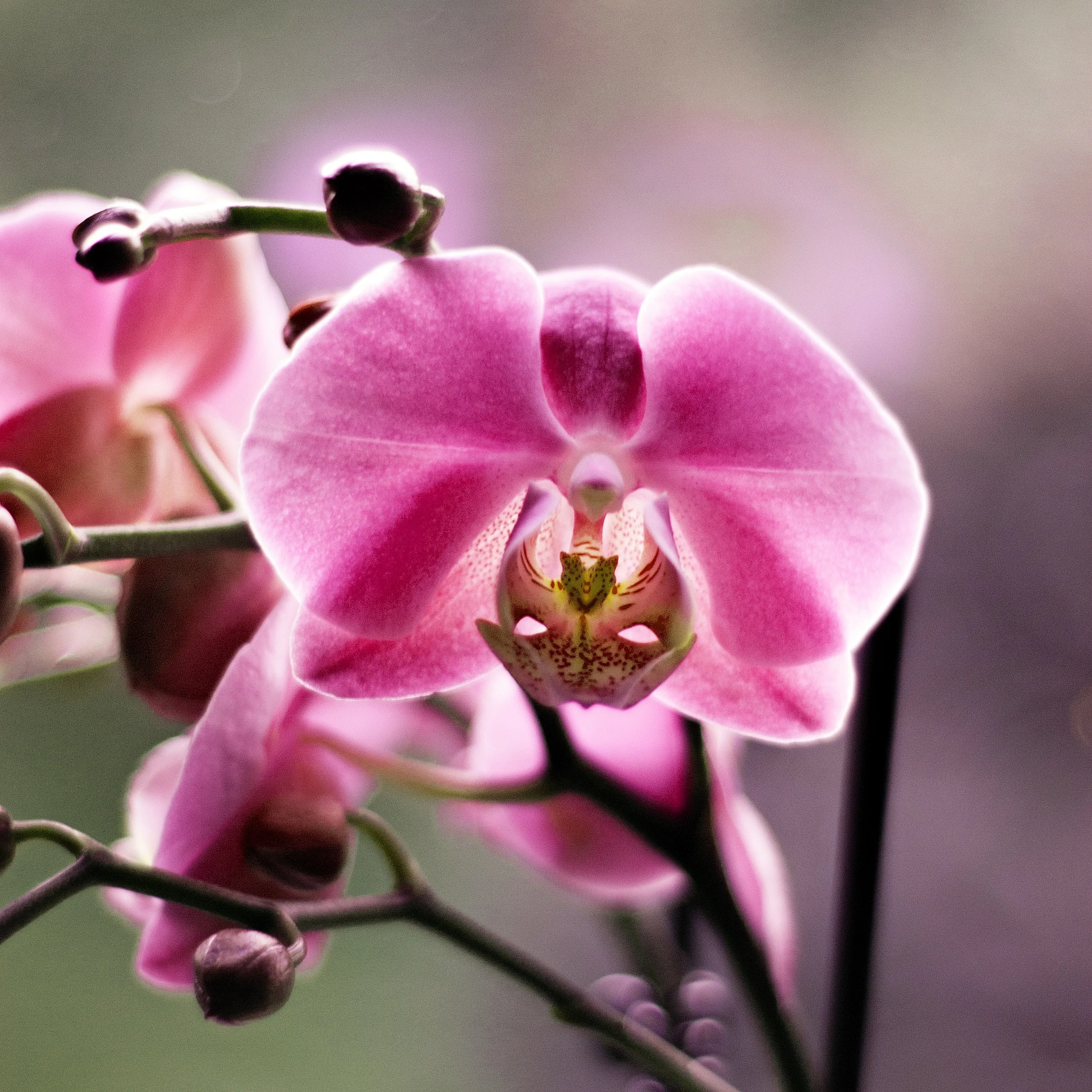 Фото Стихи к подарку орхидея #55