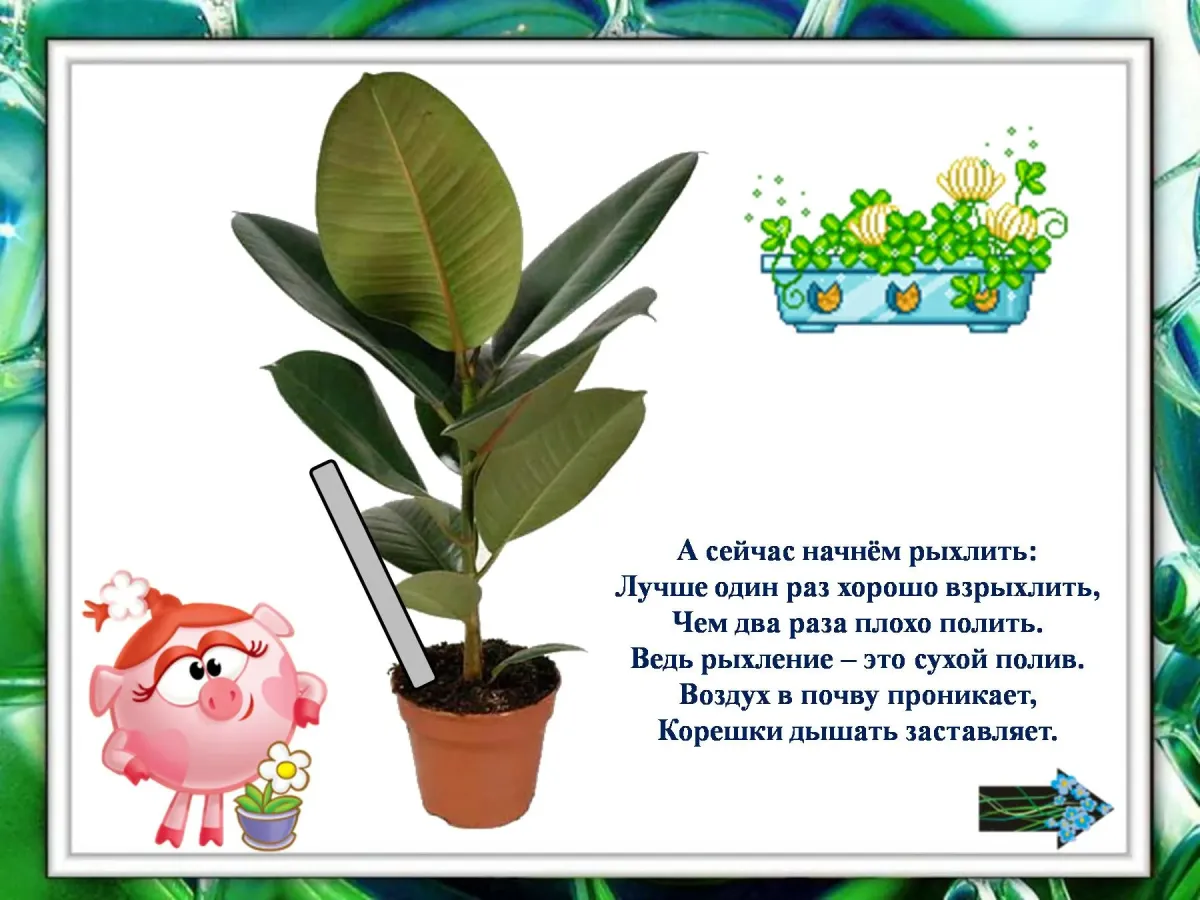 Комнатные растения для дошкольников. Комнатные цветы для дошкольников. Стихи про комнатные растения для детей. Детям о комнатных растениях в детском саду.