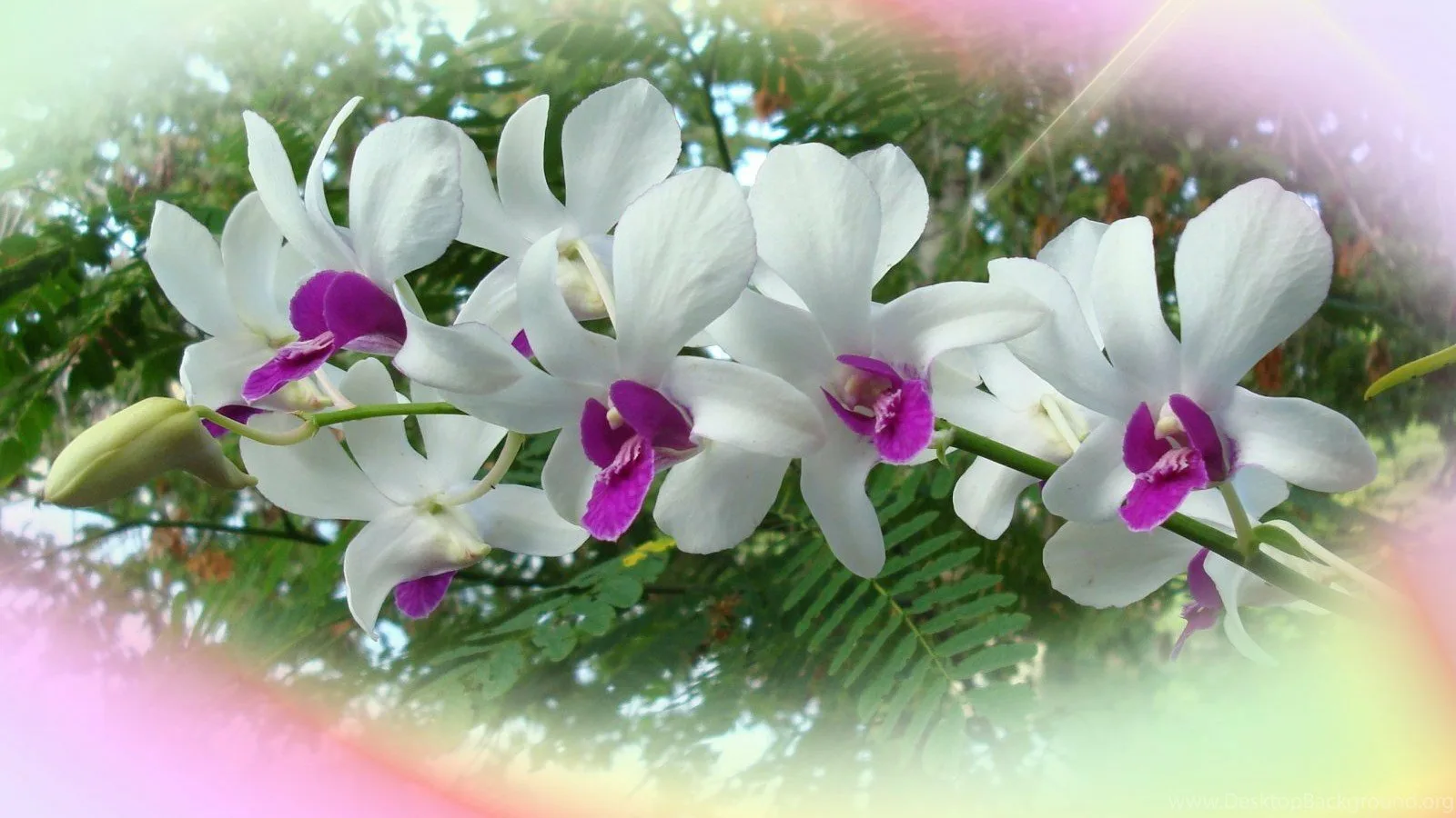 Фото Стихи к подарку орхидея #63