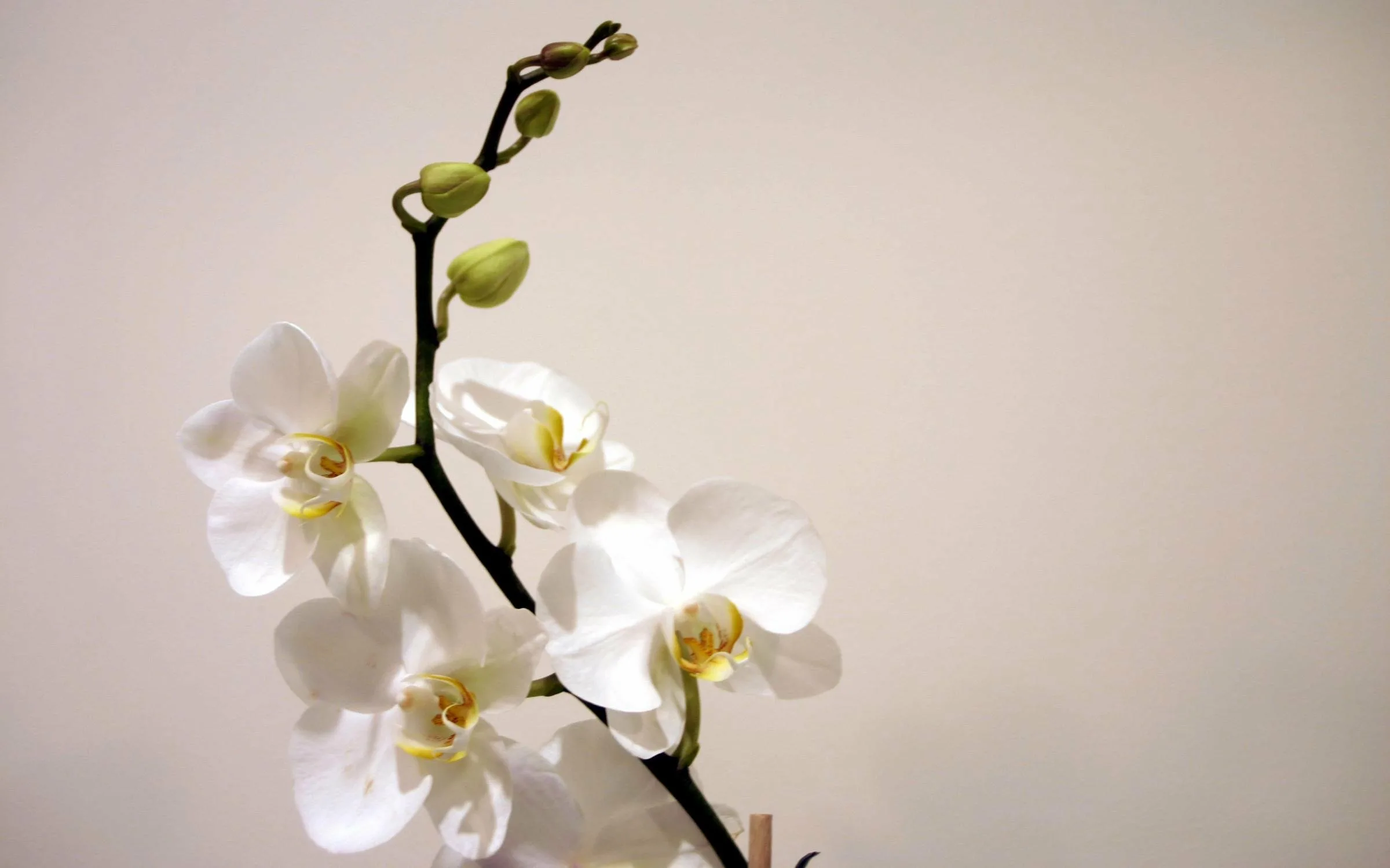 Фото Стихи к подарку орхидея #76
