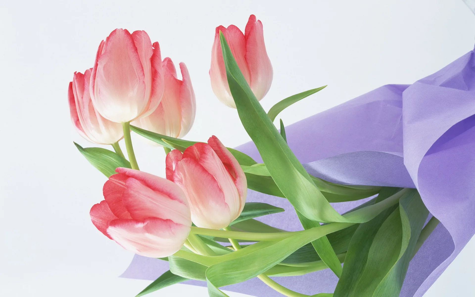 Фото Стихи к подарку тюльпаны #53