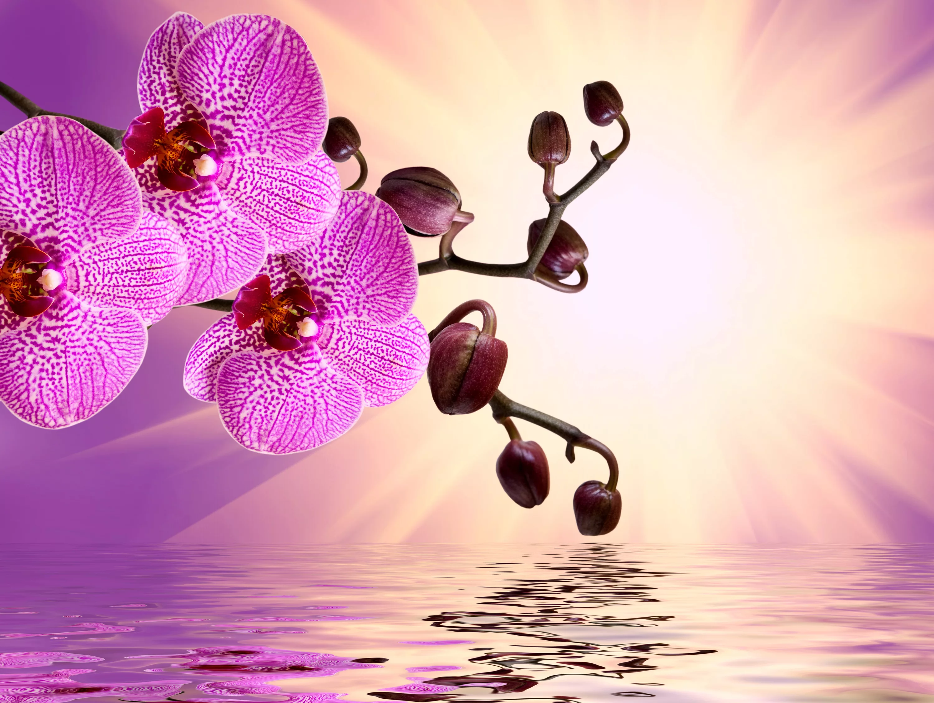 Фото Стихи к подарку орхидея #32