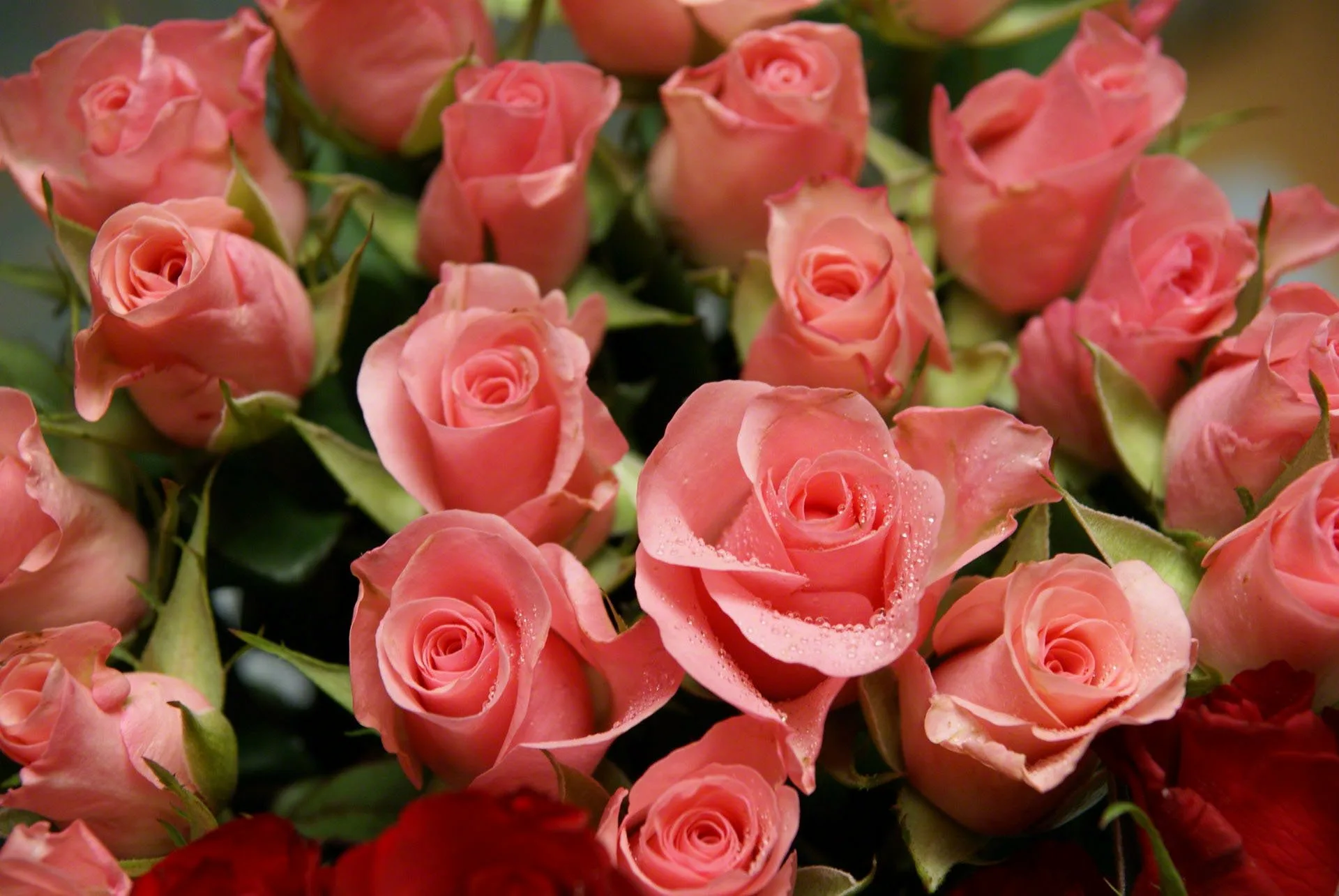 Поздравительные розы. Шикарные цветы. Красивые розы. Открытки с розами.