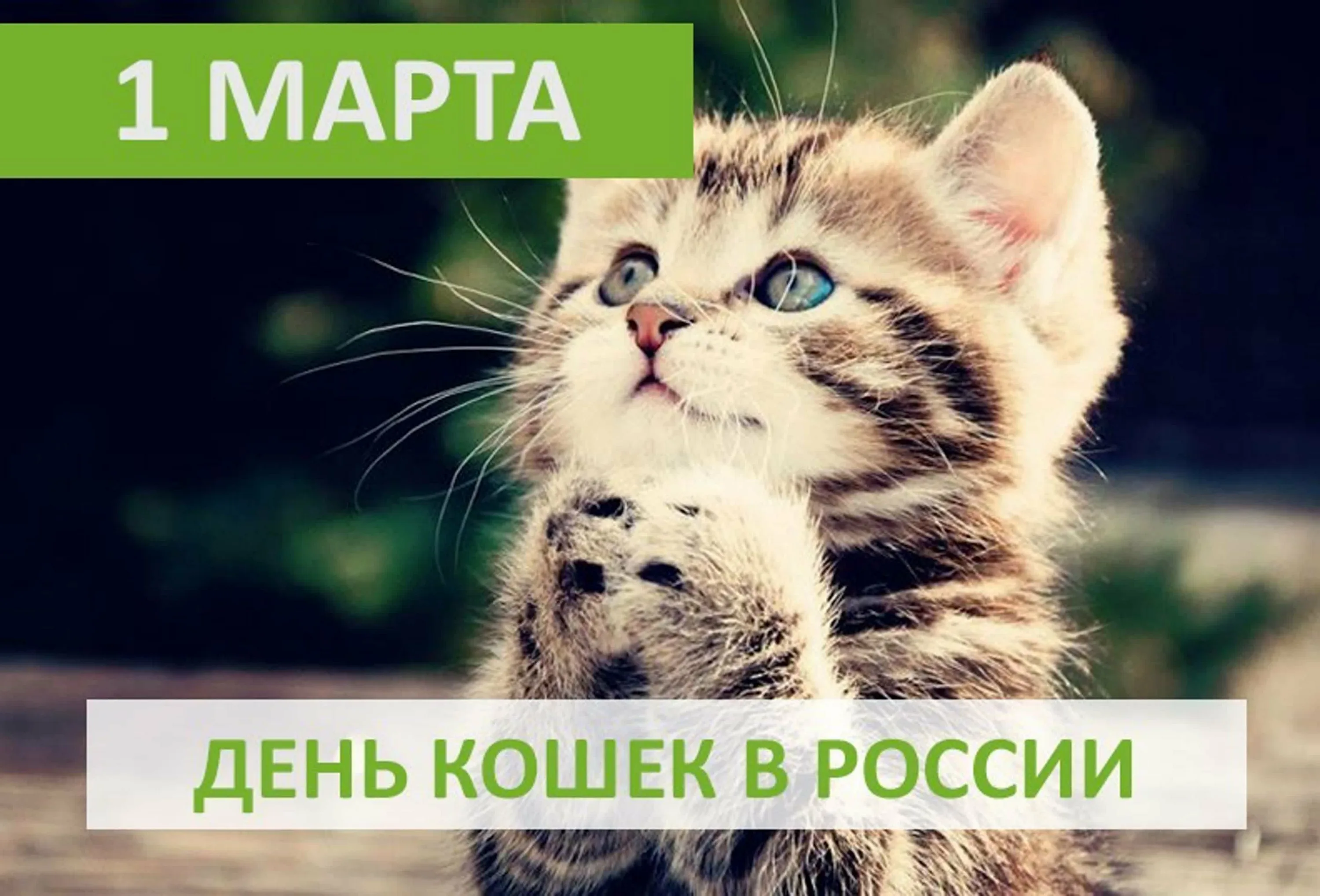 1 день весны день кошек картинки. День кошек в России. С днём кошек картинки.
