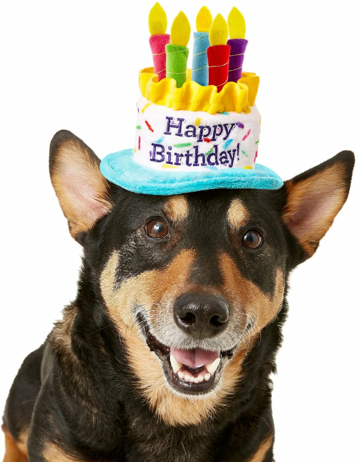 Фото Поздравления с днем рождения собаке #65