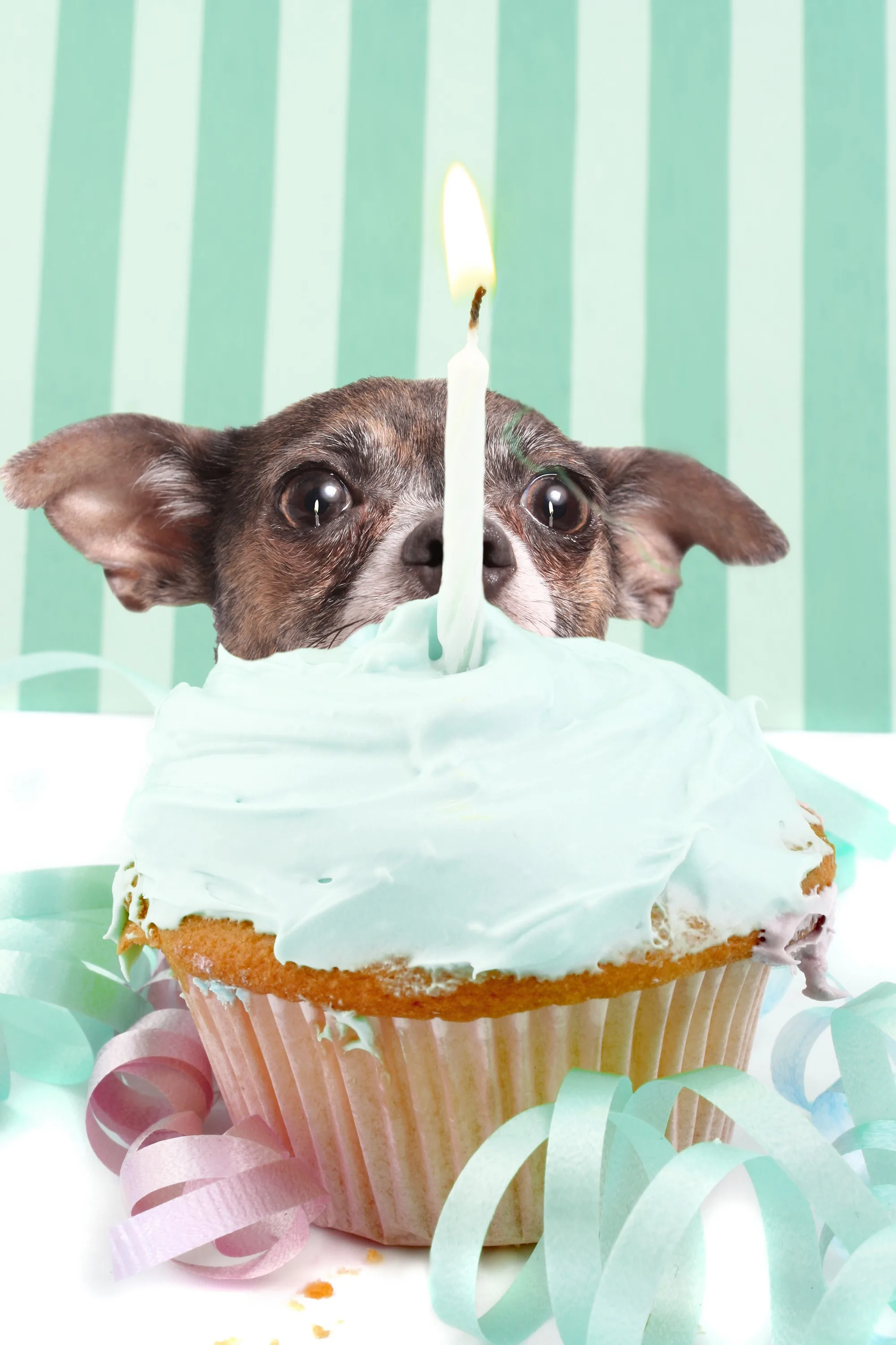 Фото Поздравления ветеринару с днем рождения #29