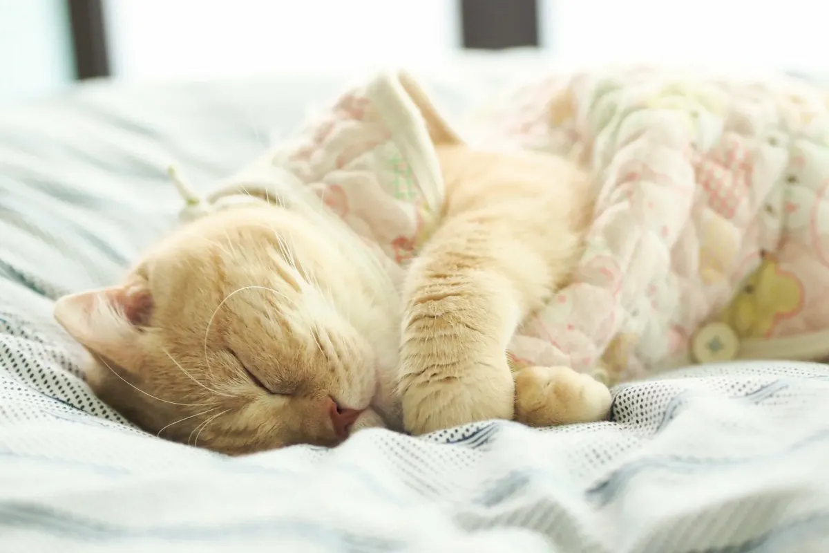 Красивый котенок во сне. Спящий кот. Милые спящие котики.