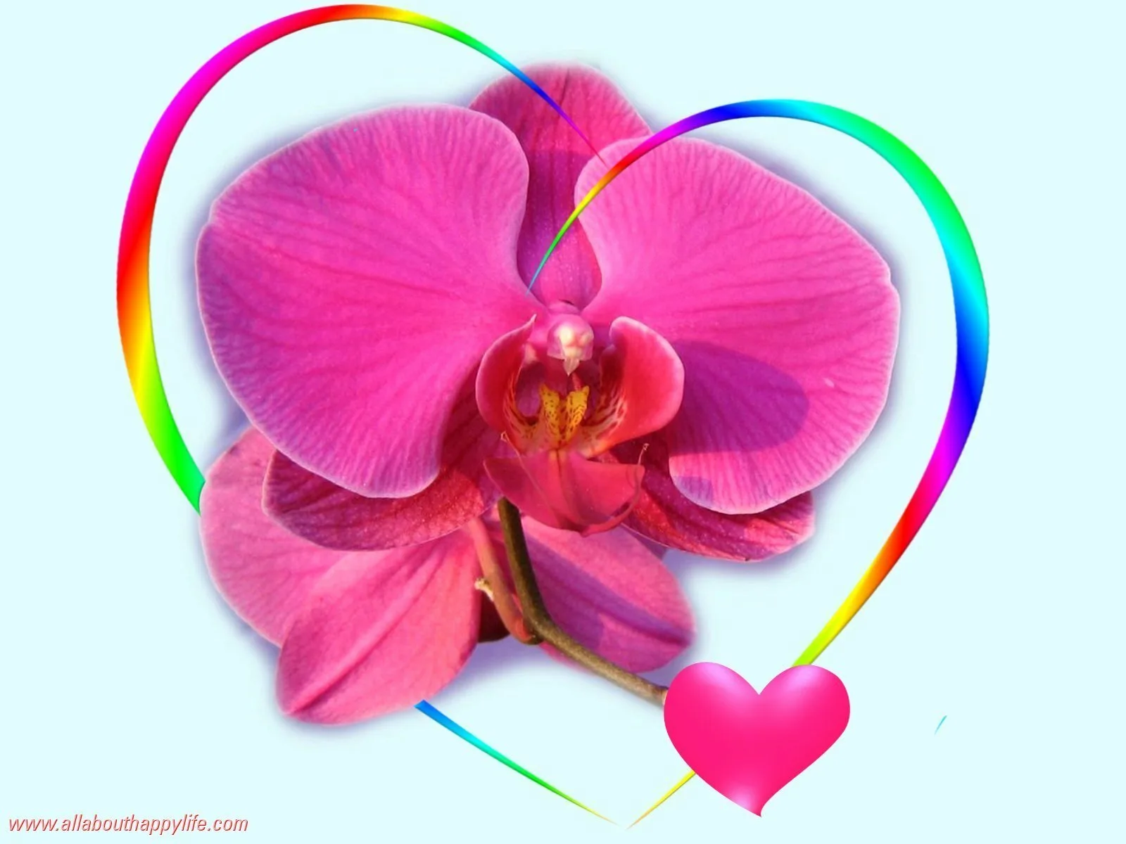Фото Стихи к подарку орхидея #42