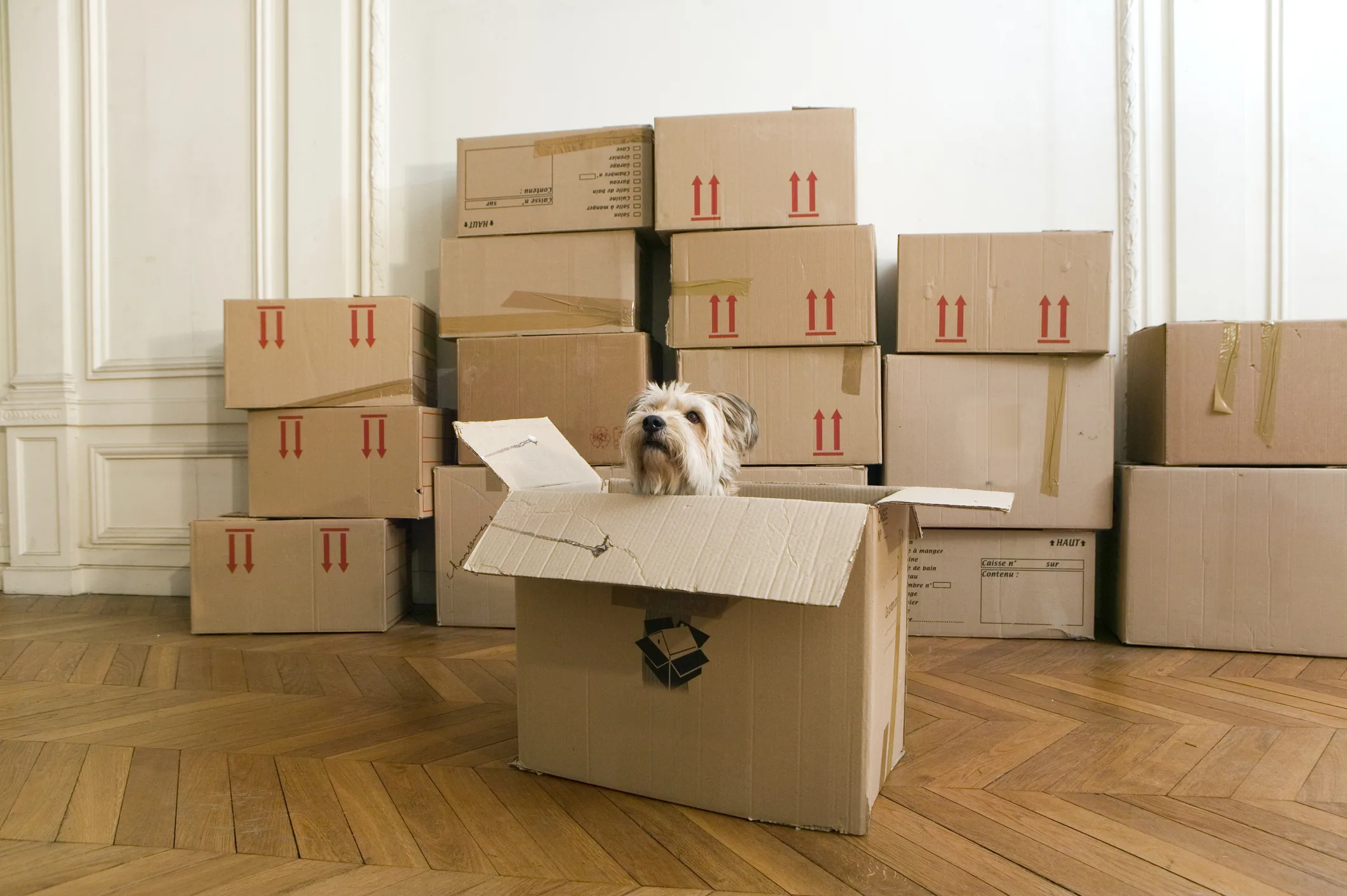 Грустно переезжать. Животные с коробками. Кот в коробке. Собачка с коробок. Коробки для переезда.