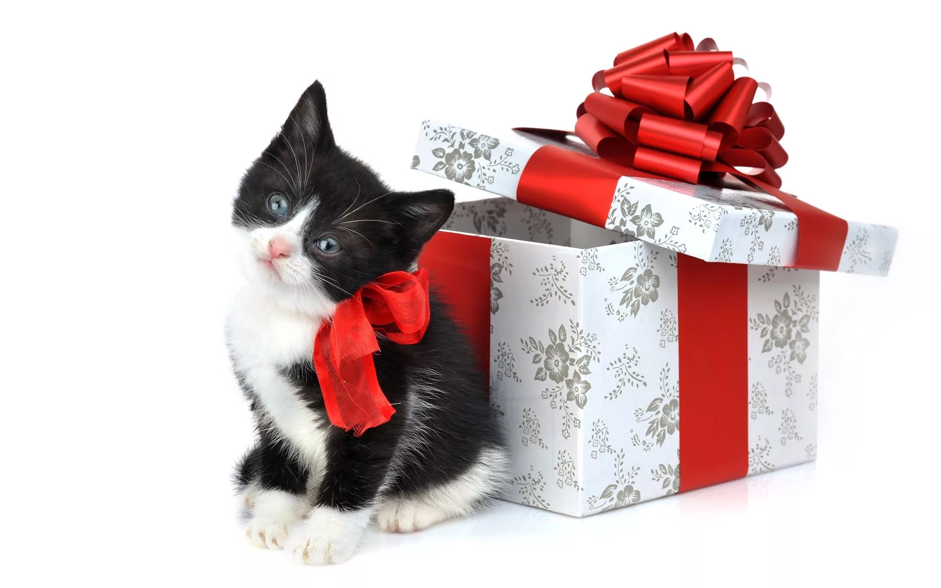 Родились в год кота. Кот с подарком. Кот дарит подарок. Котенок с бантиком подарок. Подарок для кошки.