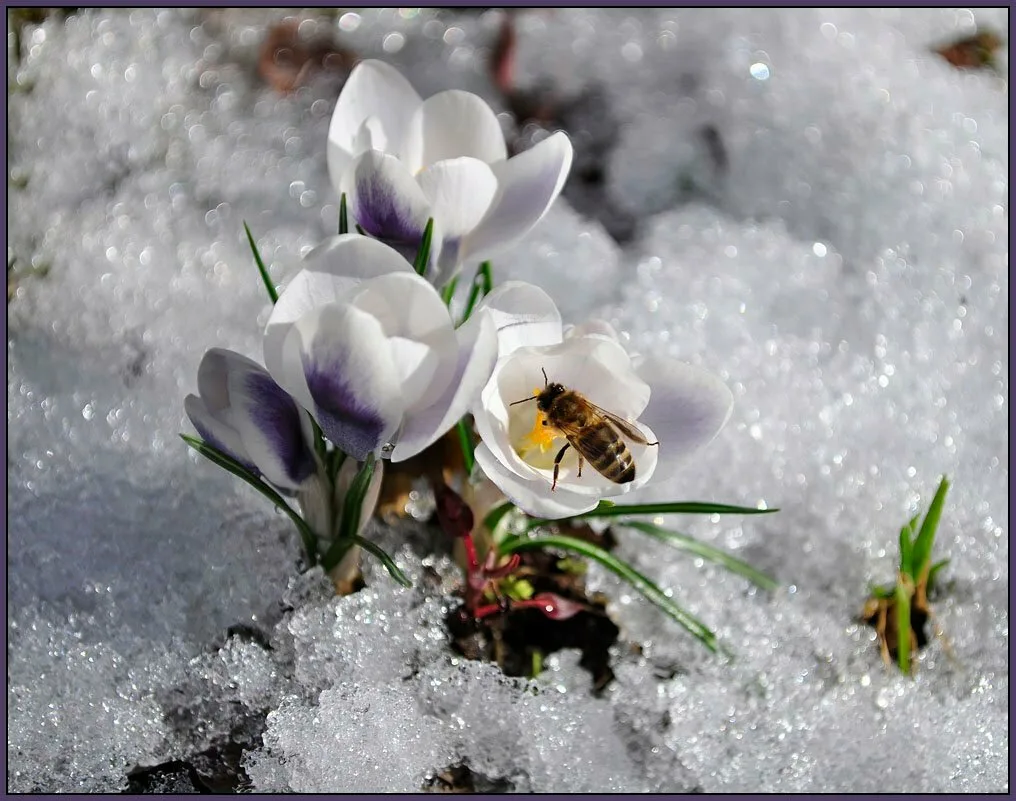 Картинки с приходом весны. Весенние открытки. С первым днем весны. Цветы в снегу.
