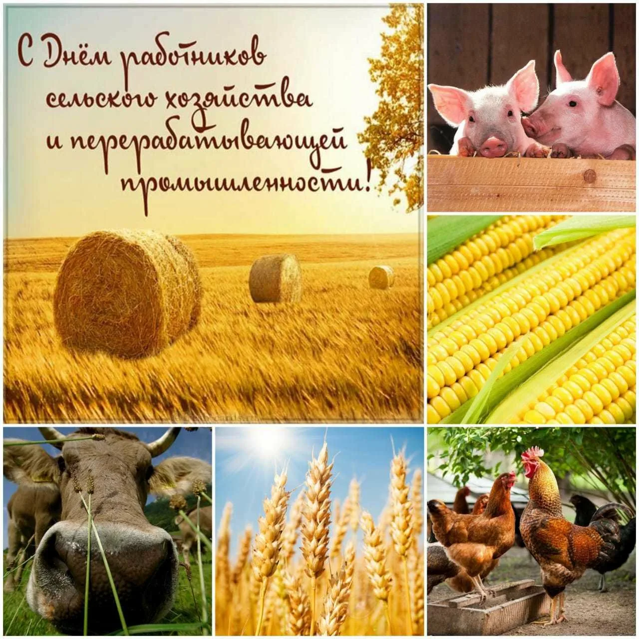 Фото Поздравления с днем работников сельского хозяйства Украины #47