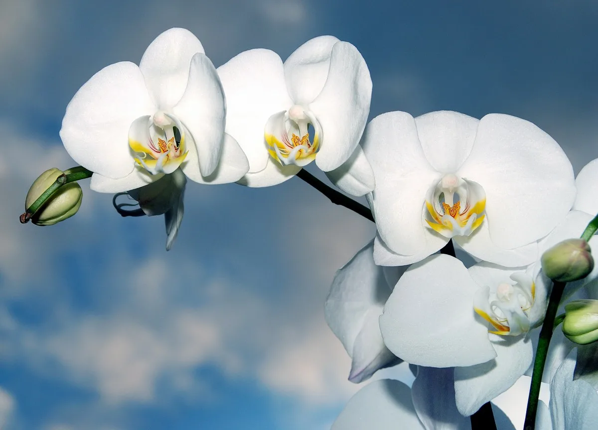 Фото Стихи к подарку орхидея #56