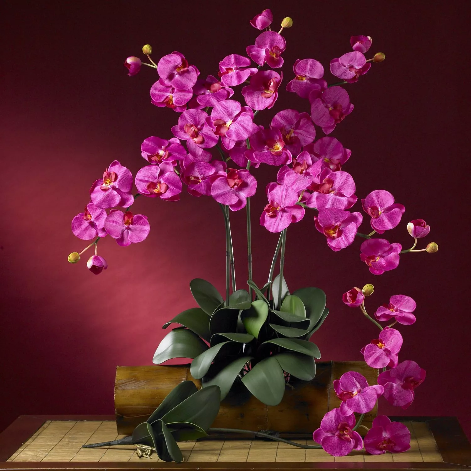 Фото Стихи к подарку орхидея #85