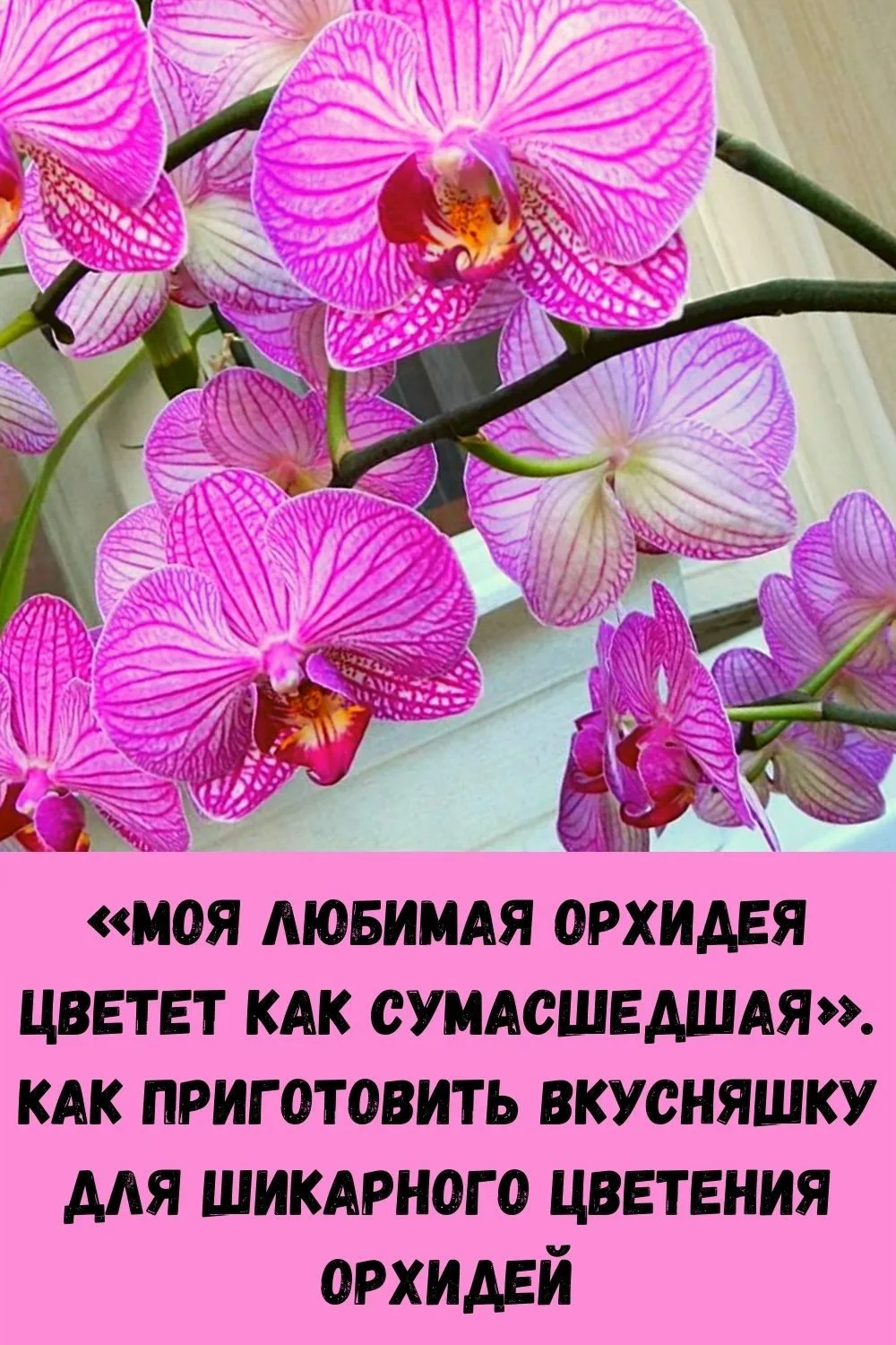 Фото Стихи к подарку орхидея #12