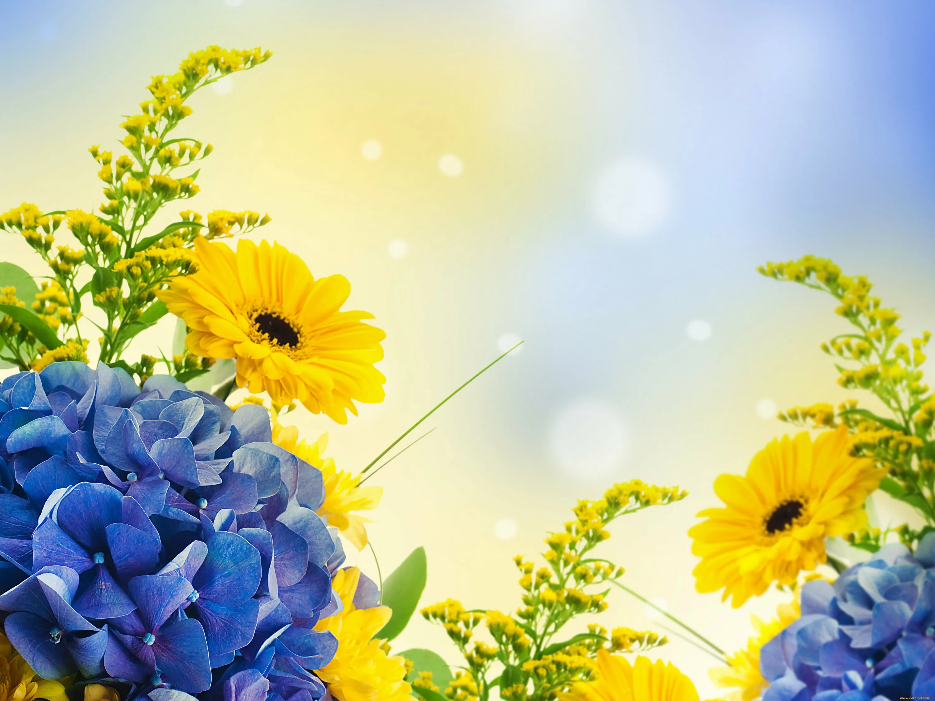 Поздравления с днем рождения родившихся в марте. Открытка цветы. Цветы поздравления. Цветы фон для открытки. Желто голубые цветы.