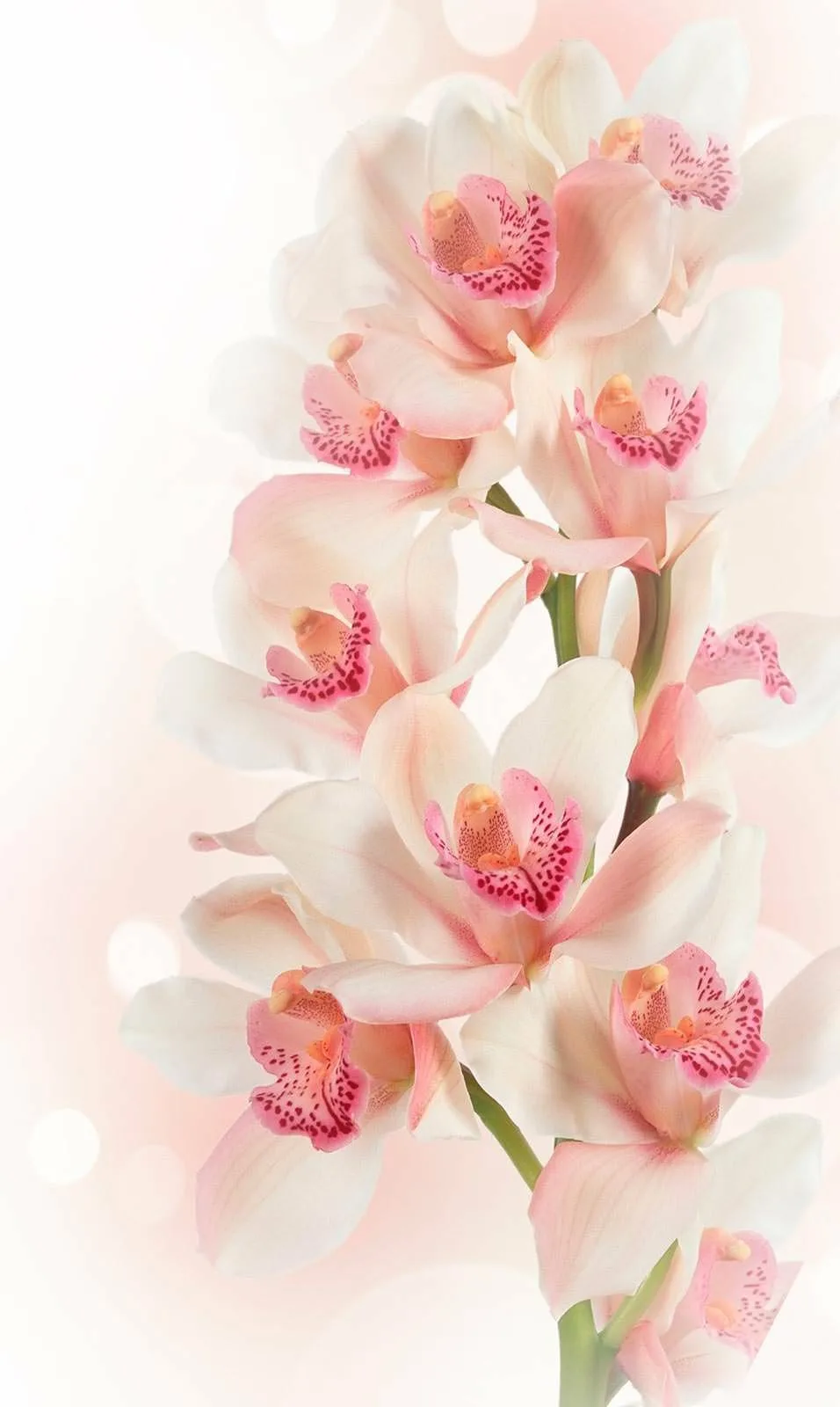 Фото Стихи к подарку орхидея #54