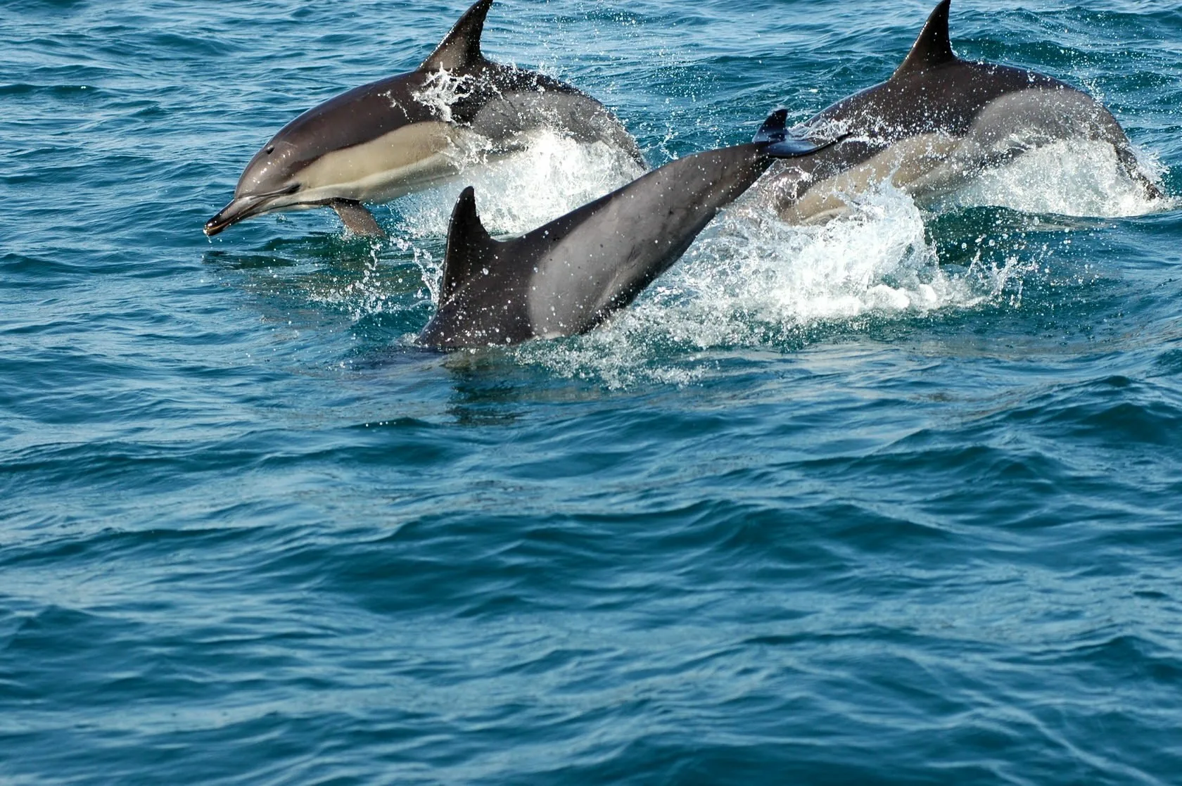 Фото Всемирный день китов и дельфинов 2024 #81