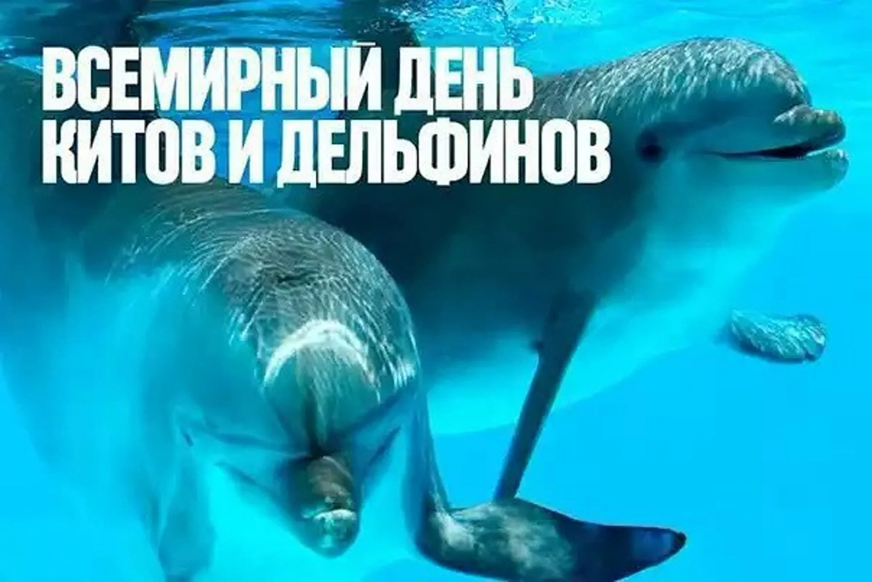 Фото Всемирный день китов и дельфинов 2024 #10