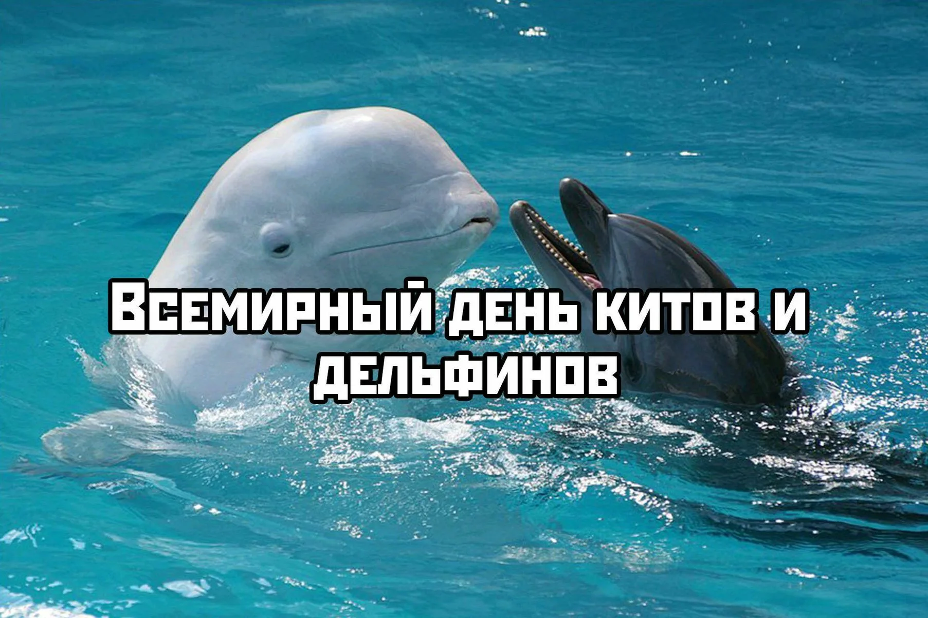 Фото Всемирный день китов и дельфинов 2024 #5