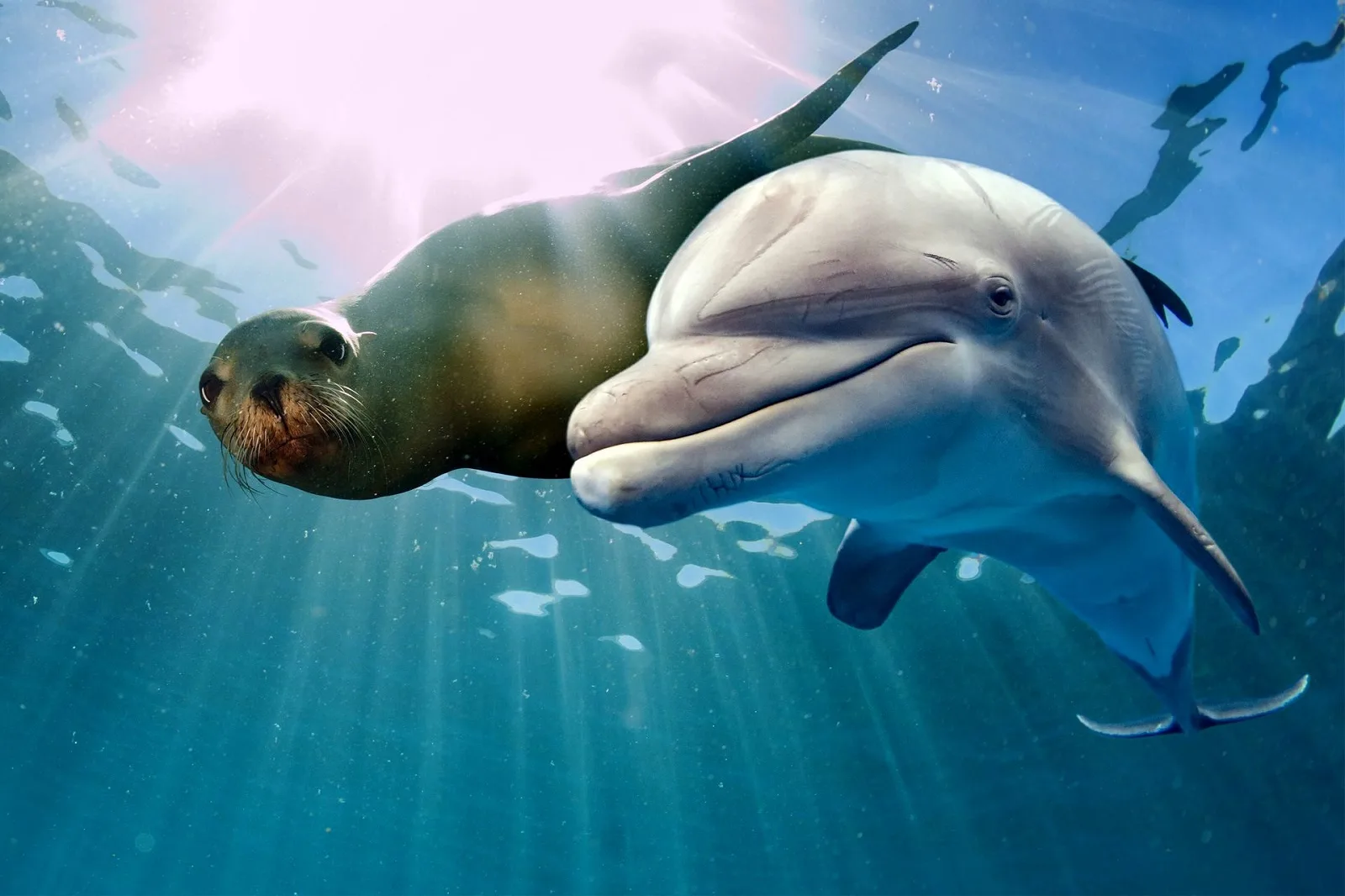 Фото Всемирный день китов и дельфинов 2024 #48