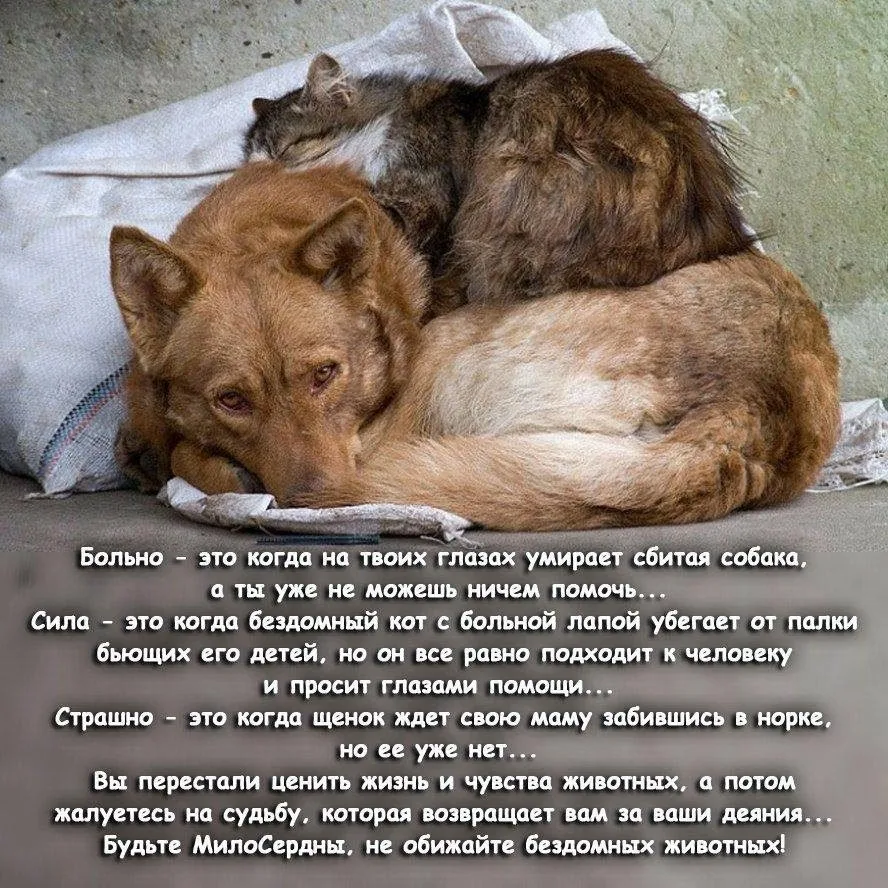 Фото Всемирный день бездомных животных 2024 #58