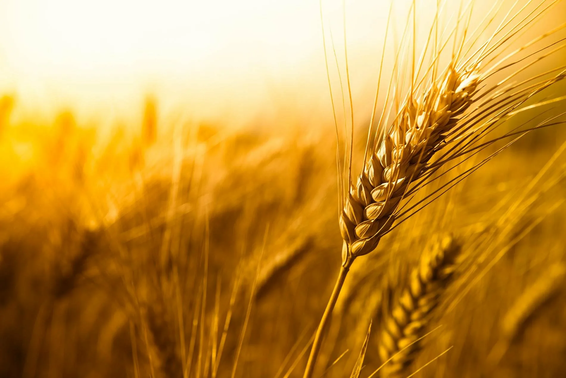 Колосья пшеницы. Поздравление с днем работника сельского хозяйства. Пшеничное поле. Пшеница фон. День сх