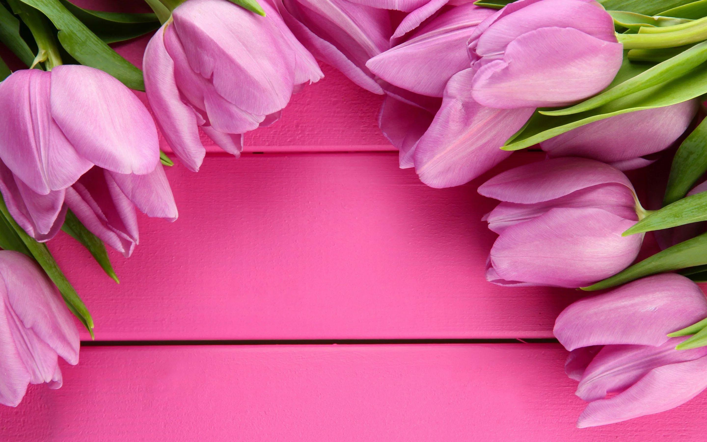 Тюльпаны открытка. Розовые тюльпаны. Открытка цветы. День матери.