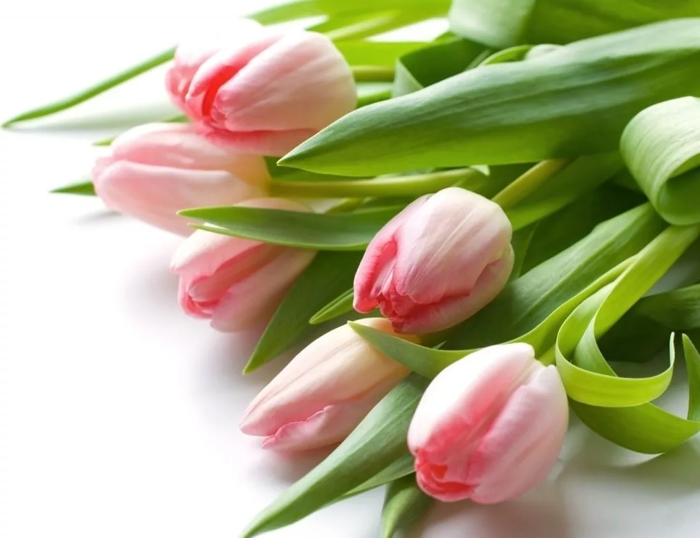 Дорогие девушки поздравляю вас с праздником. Тюльпаны открытка. Нежные тюльпаны.