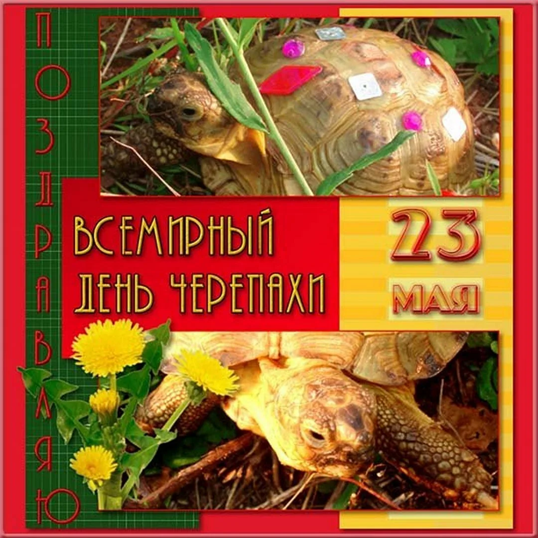 Фото Всемирный день черепахи #6