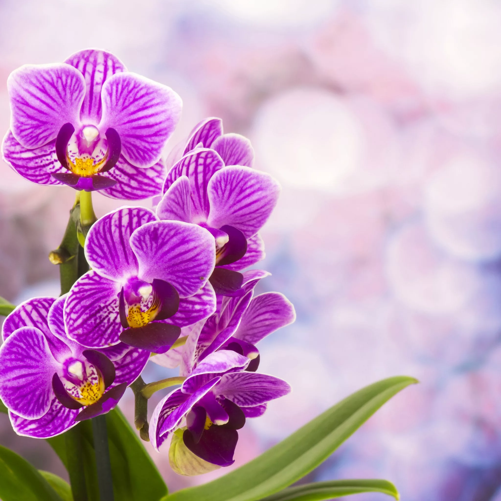 Фото Стихи к подарку орхидея #34