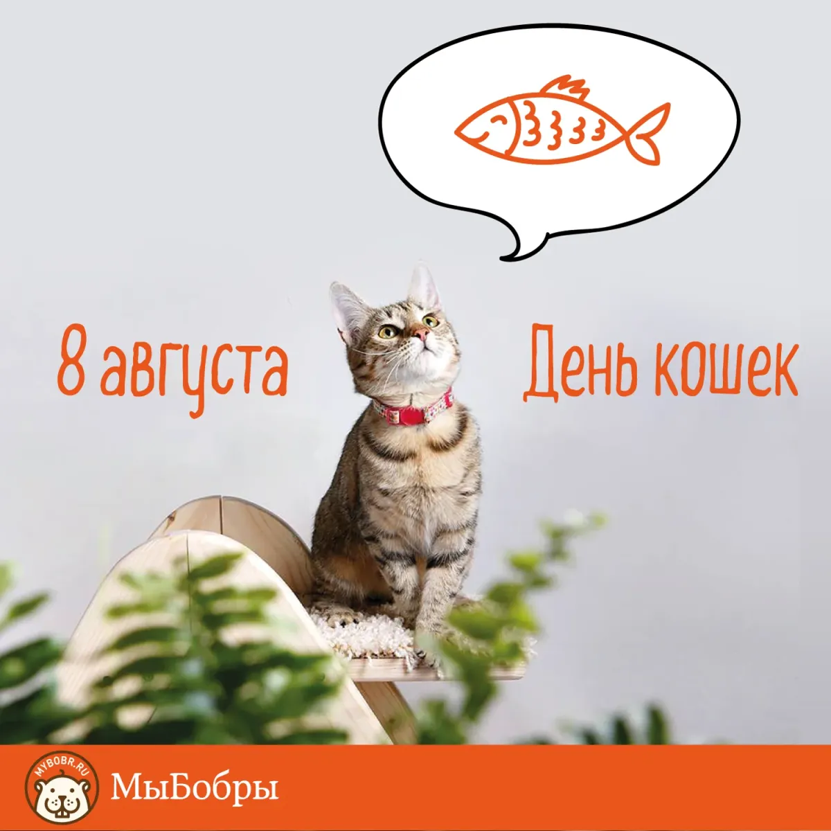 Всемирный день кошек. Международный день кошек 8 августа. Всемирный день кота 8 августа. Всемирный день кошек открытки.