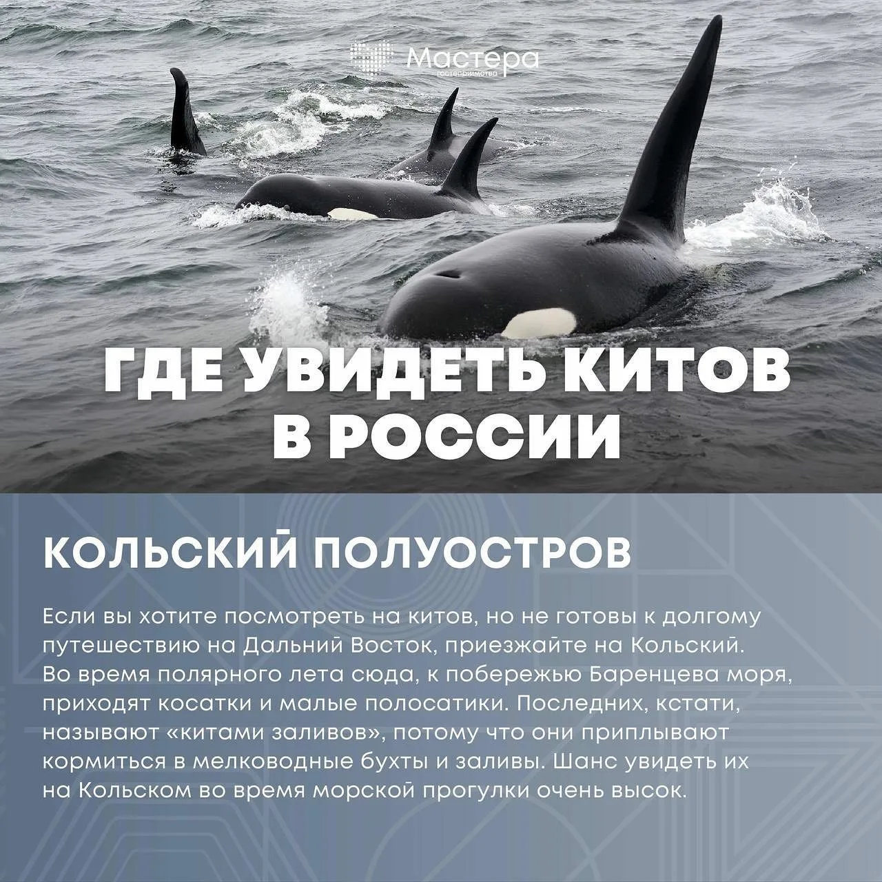 Фото Всемирный день китов и дельфинов 2024 #45