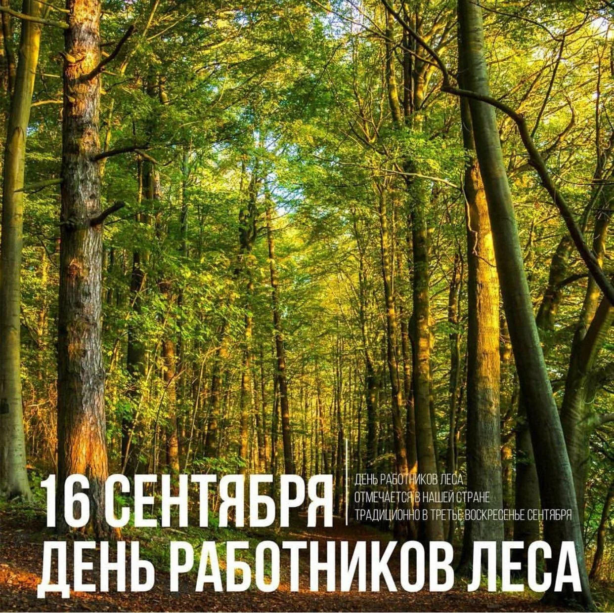 Фото Международный день леса 2025 #5