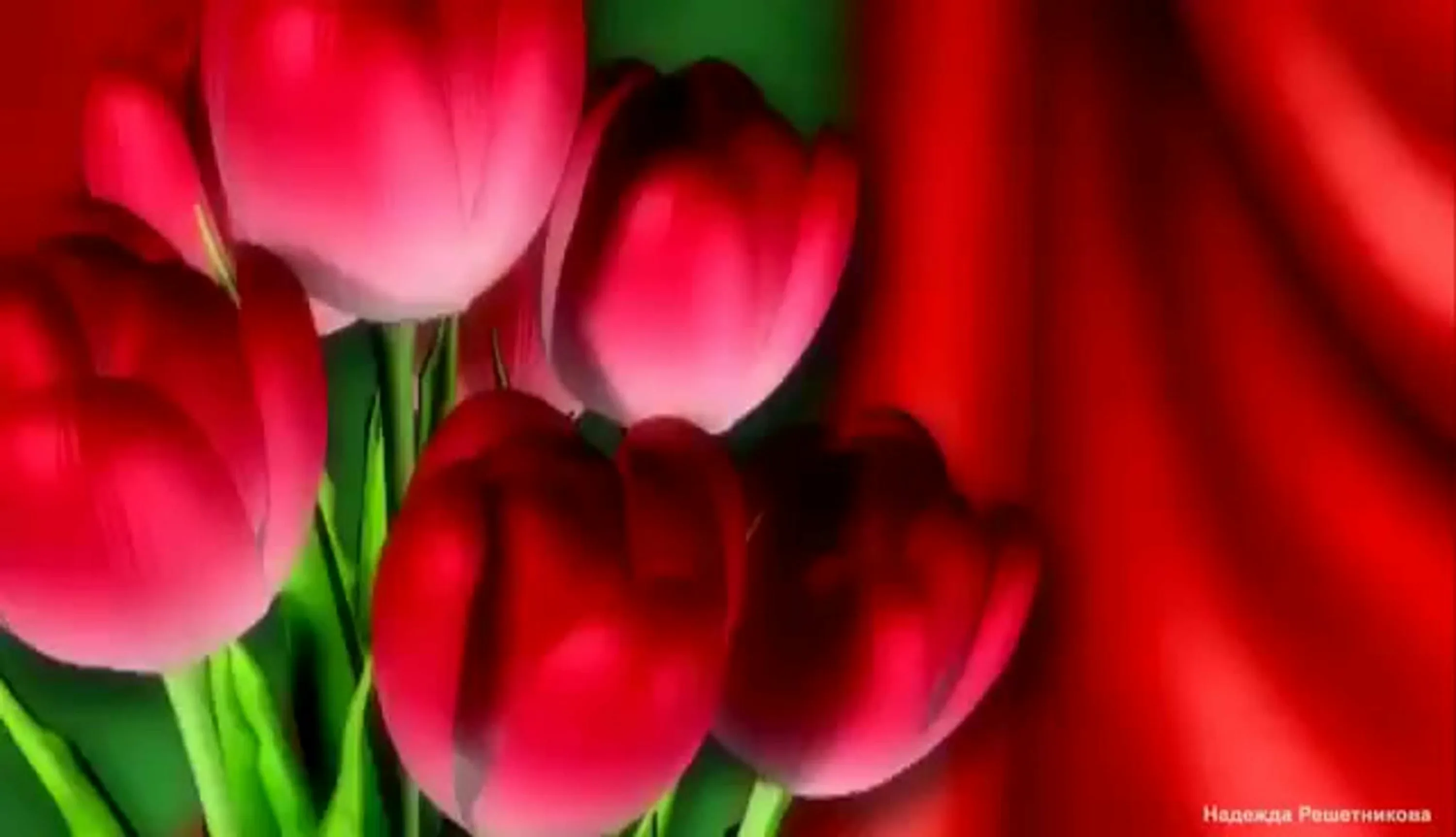 Фото Стихи к подарку тюльпаны #58