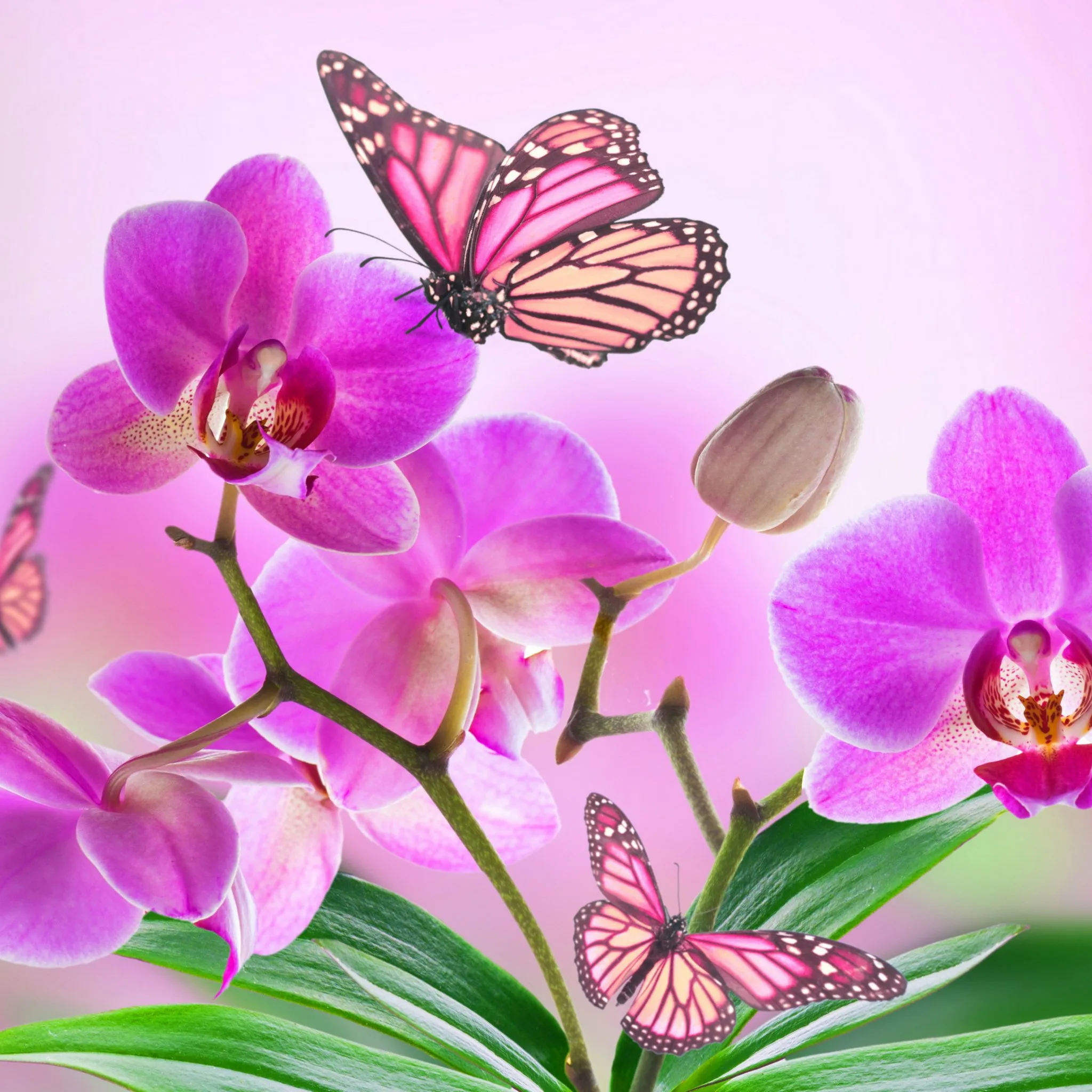 Фото Стихи к подарку орхидея #10