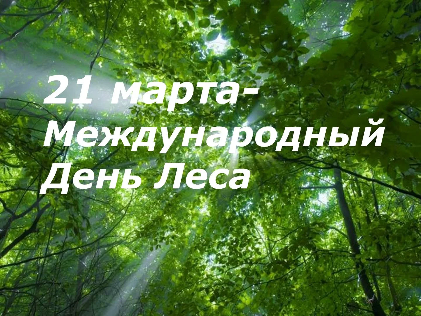 Фото Международный день леса 2025 #2