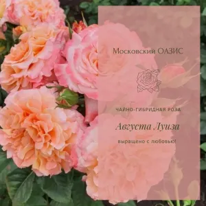 Скачивание изображения #64380