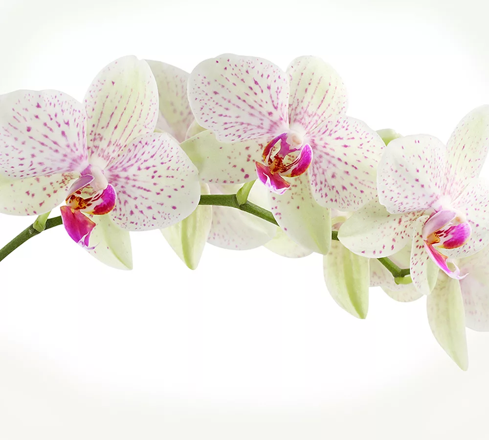 Фото Стихи к подарку орхидея #28
