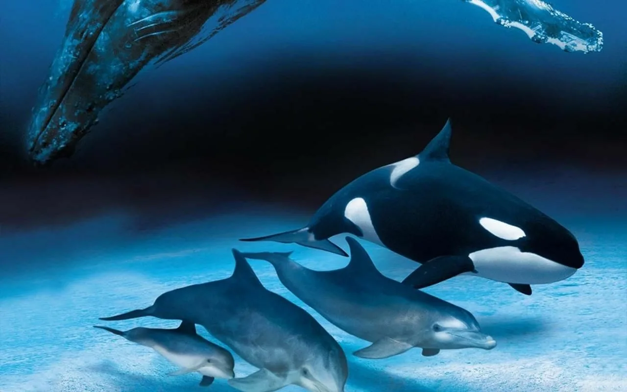 Фото Всемирный день китов и дельфинов 2024 #62