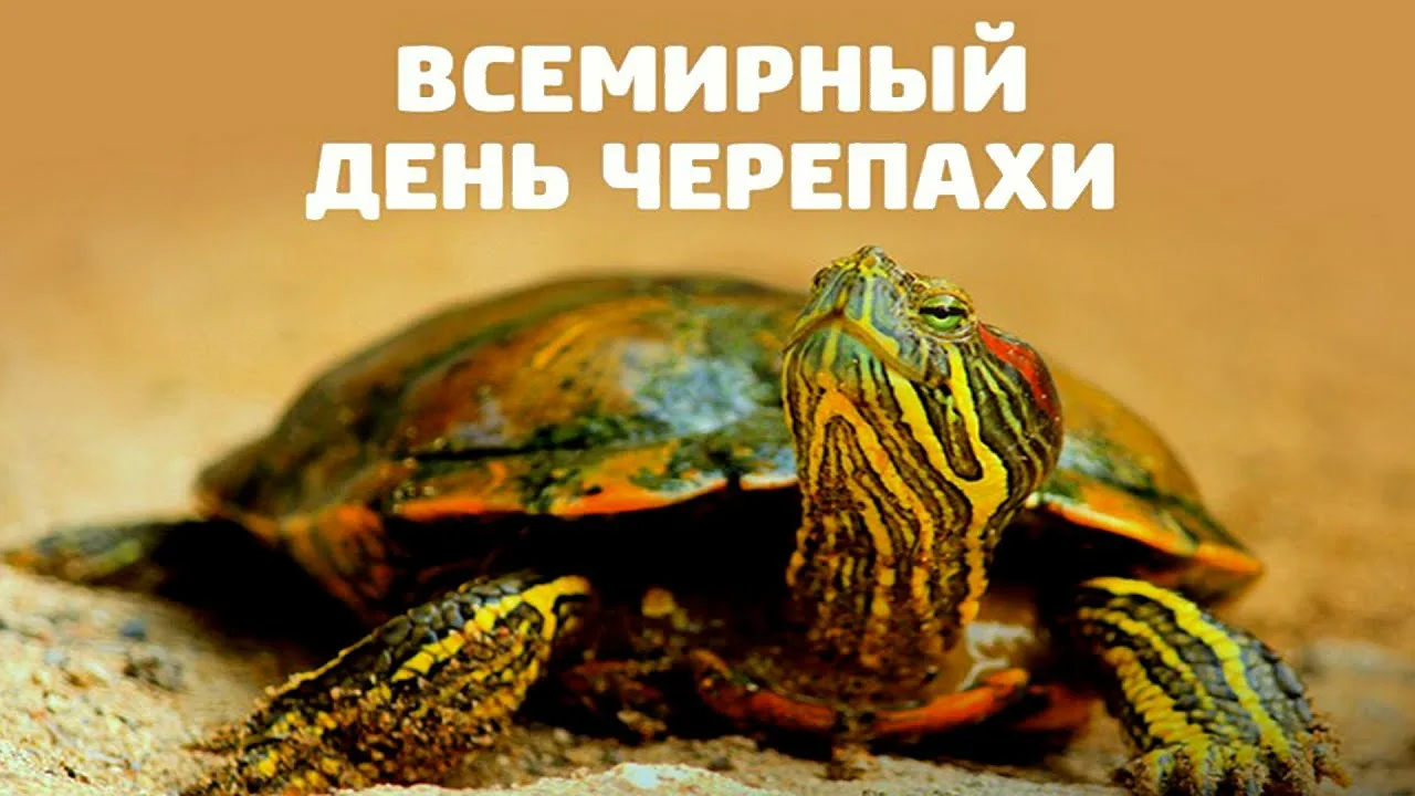 Фото Всемирный день черепахи #16