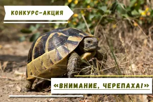 Скачивание изображения #474824