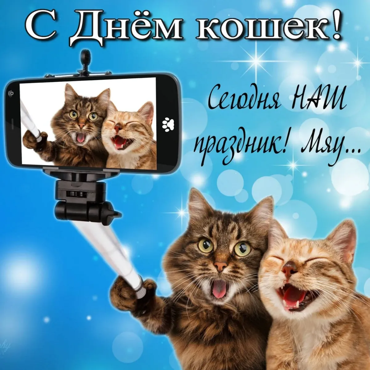 День кошек. Всемирный день кошек 8 августа. День кошек открытки. Поздравление с днем кошек.
