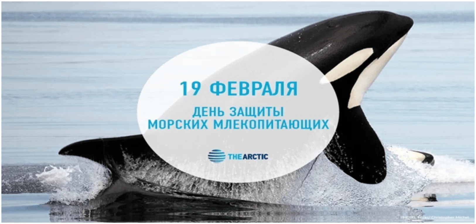 Фото Всемирный день китов и дельфинов 2024 #73