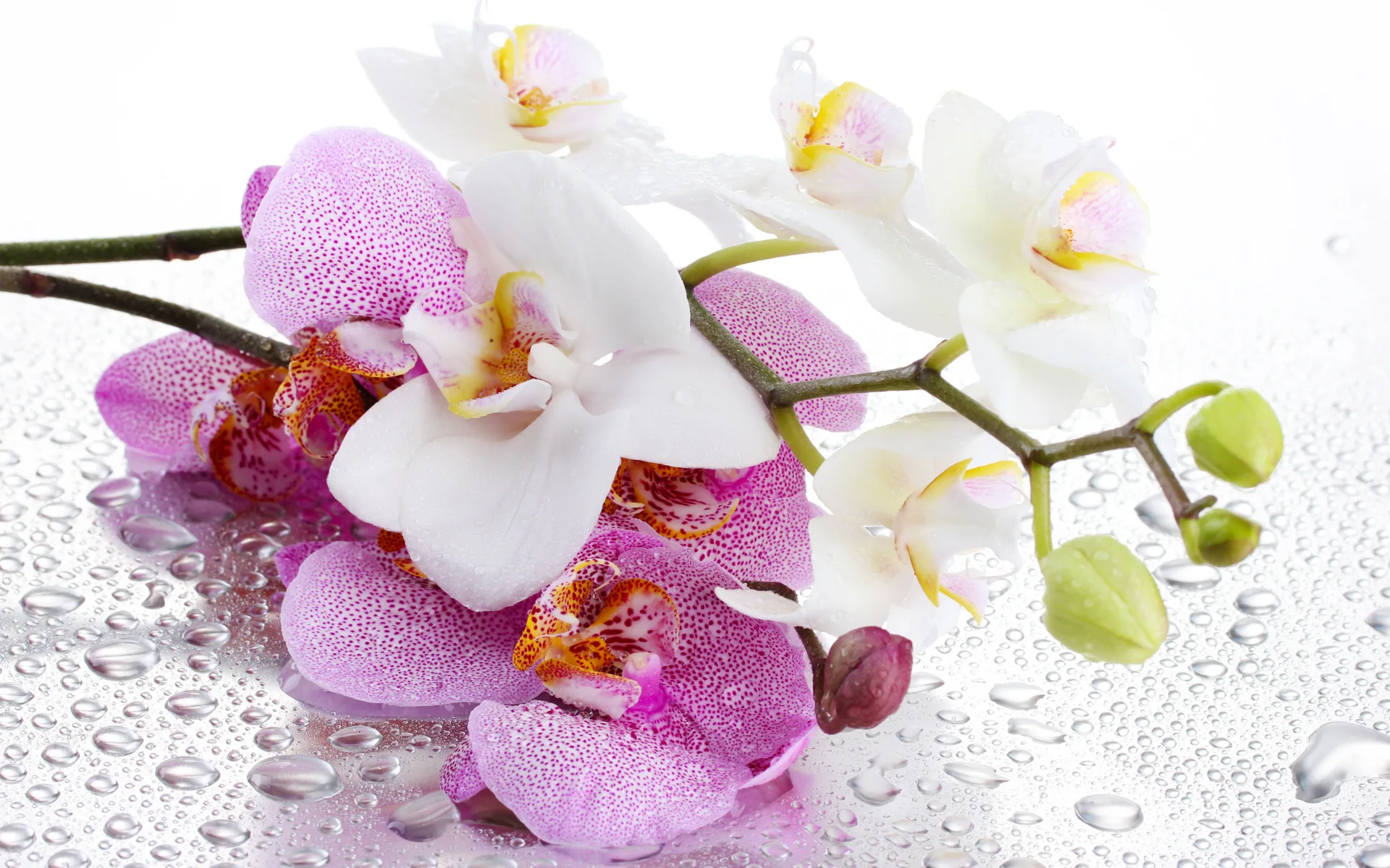 Фото Стихи к подарку орхидея #60