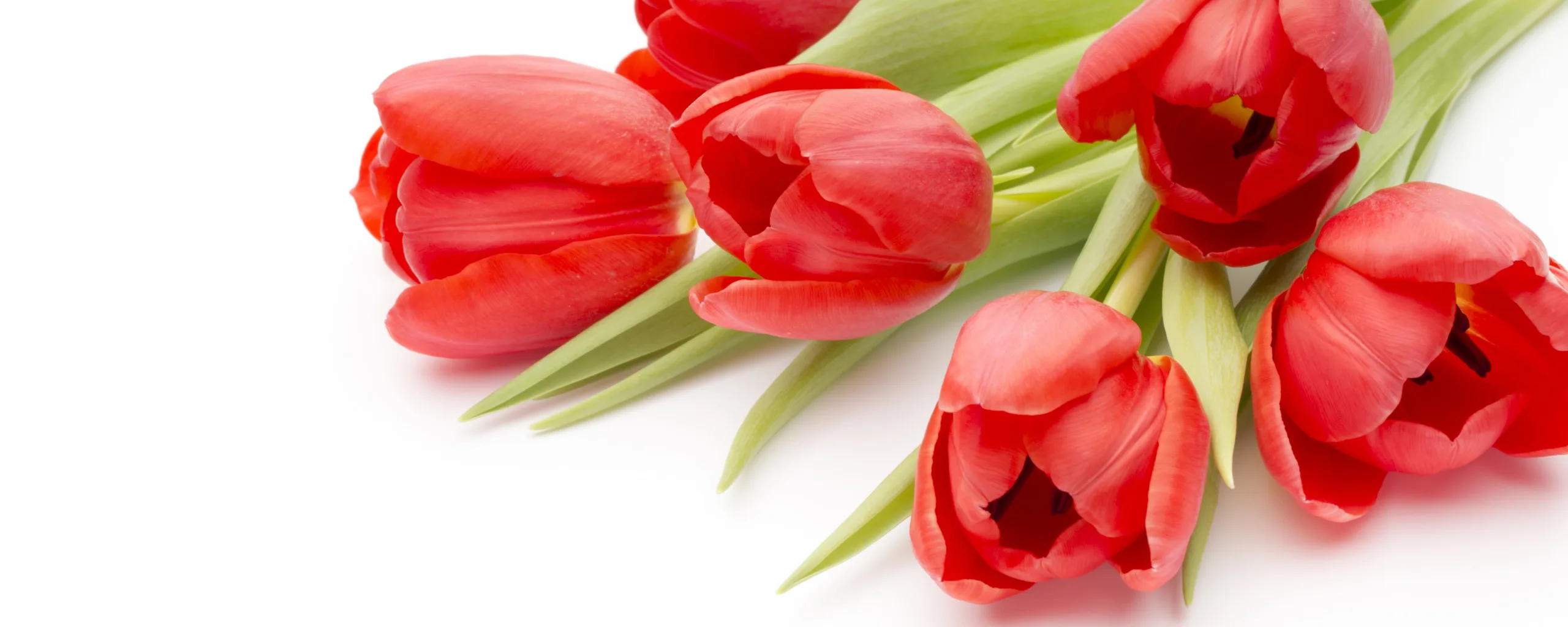 Фото Стихи к подарку тюльпаны #80