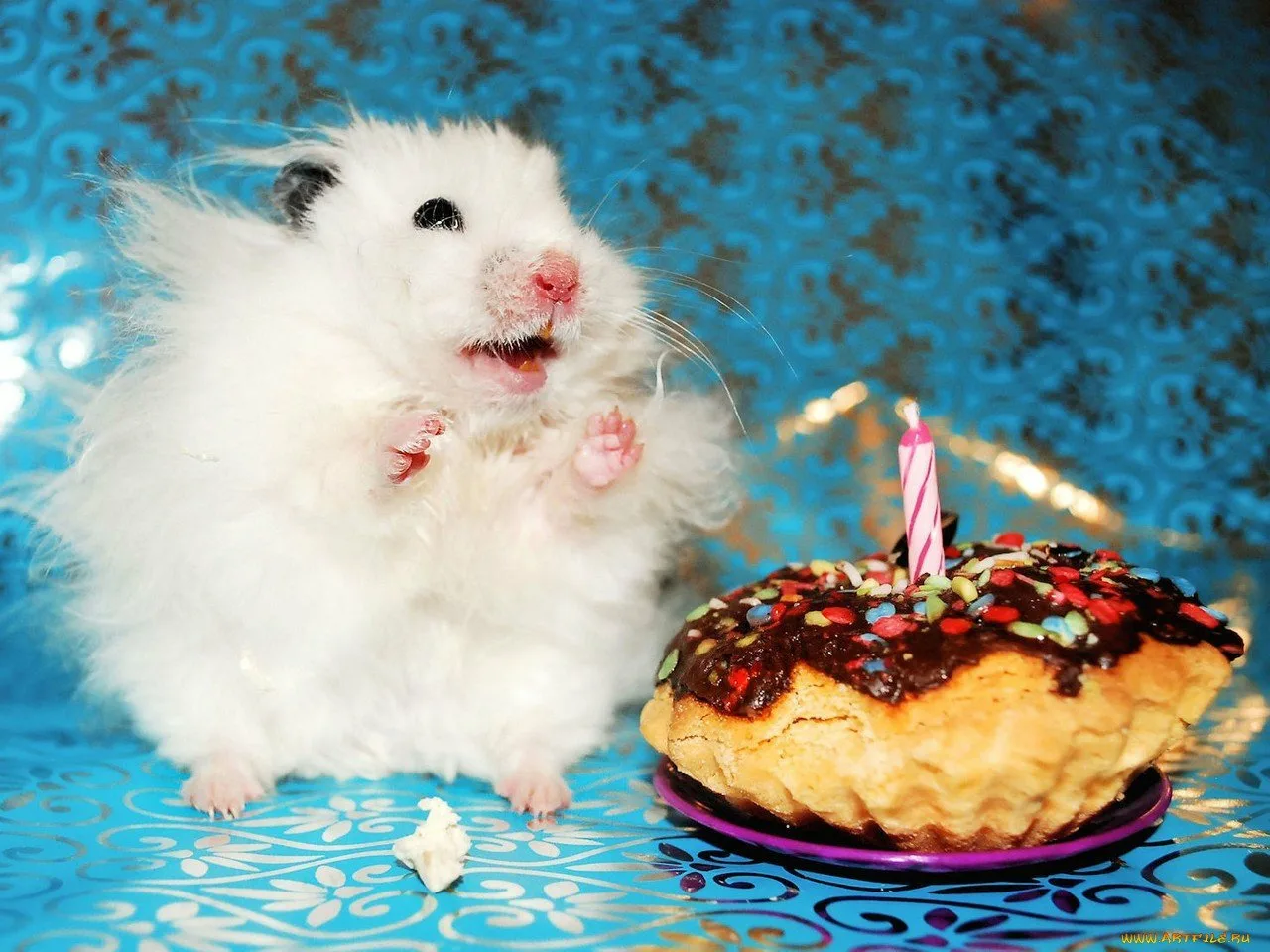 Поздравление хомяка. С днем рождения хомяк. Тортики с хомячками. Хомяк с тортиком. Хомяк поздравляет с днем рождения.
