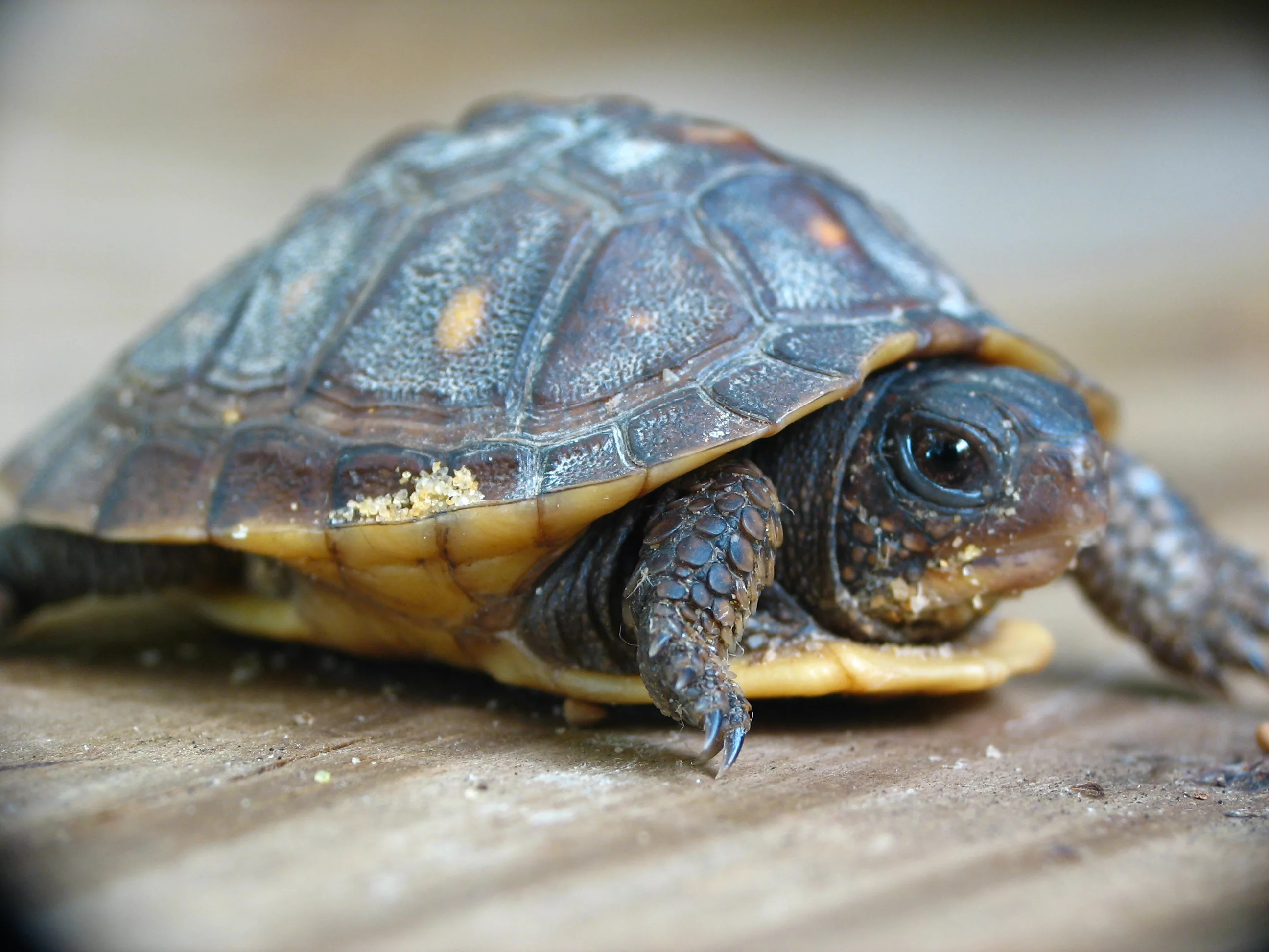Фото Всемирный день черепахи #75